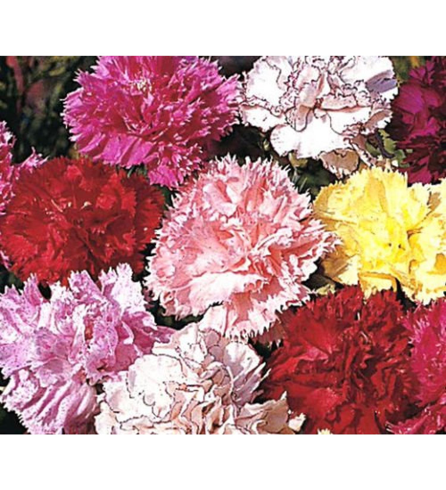 30 semi di garofano Righe & Picotee Mix Fiore (Cud) - Buy Online on GoSupps.com