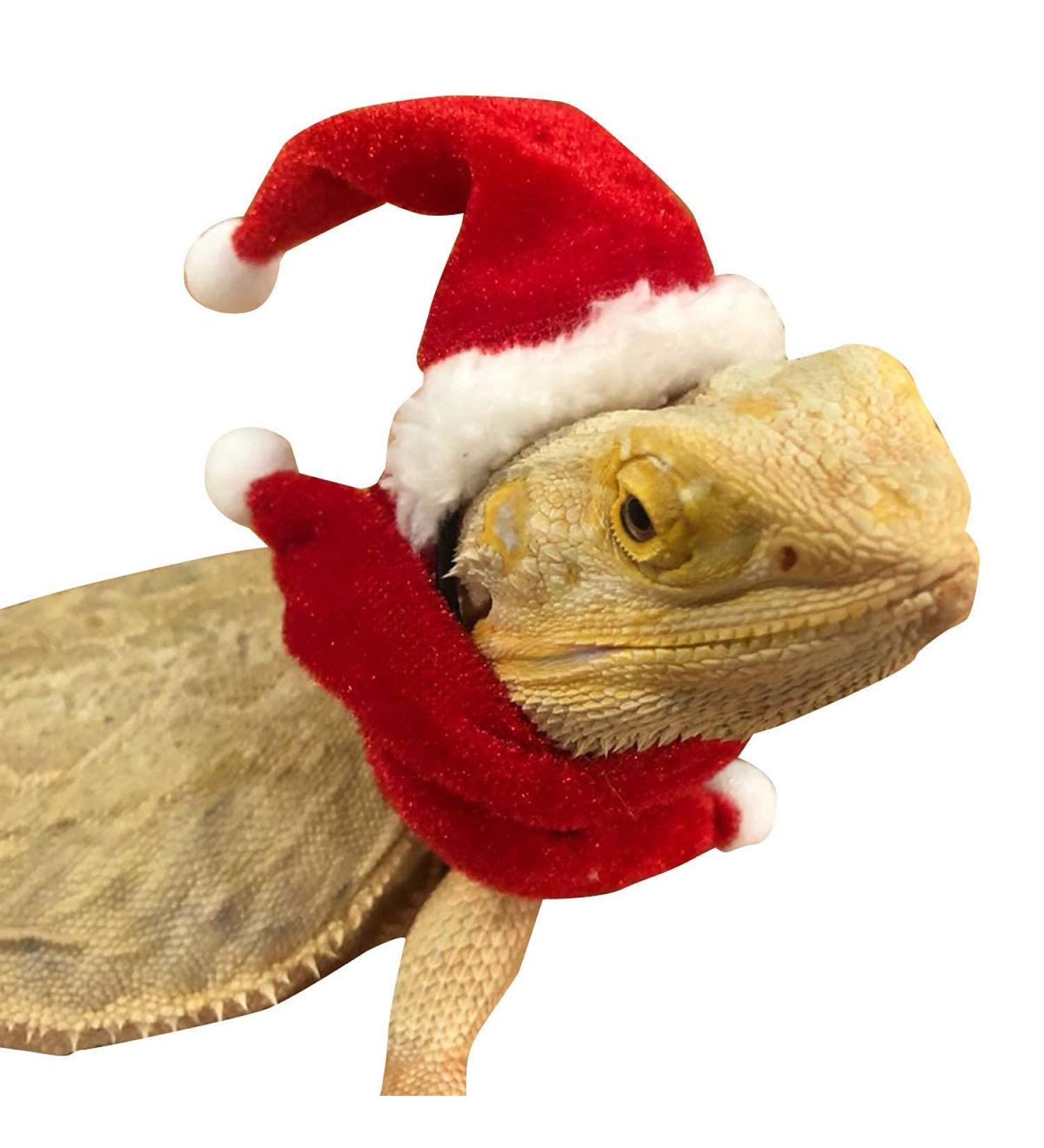 Petyoung Reptiles Hat & Scarf Set for Lizards Bearded Dragons Geckos - Christmas Hat Shell Red Leash & Dishes - Perfect Gift for Small Animals - Buy Online on GoSupps.com