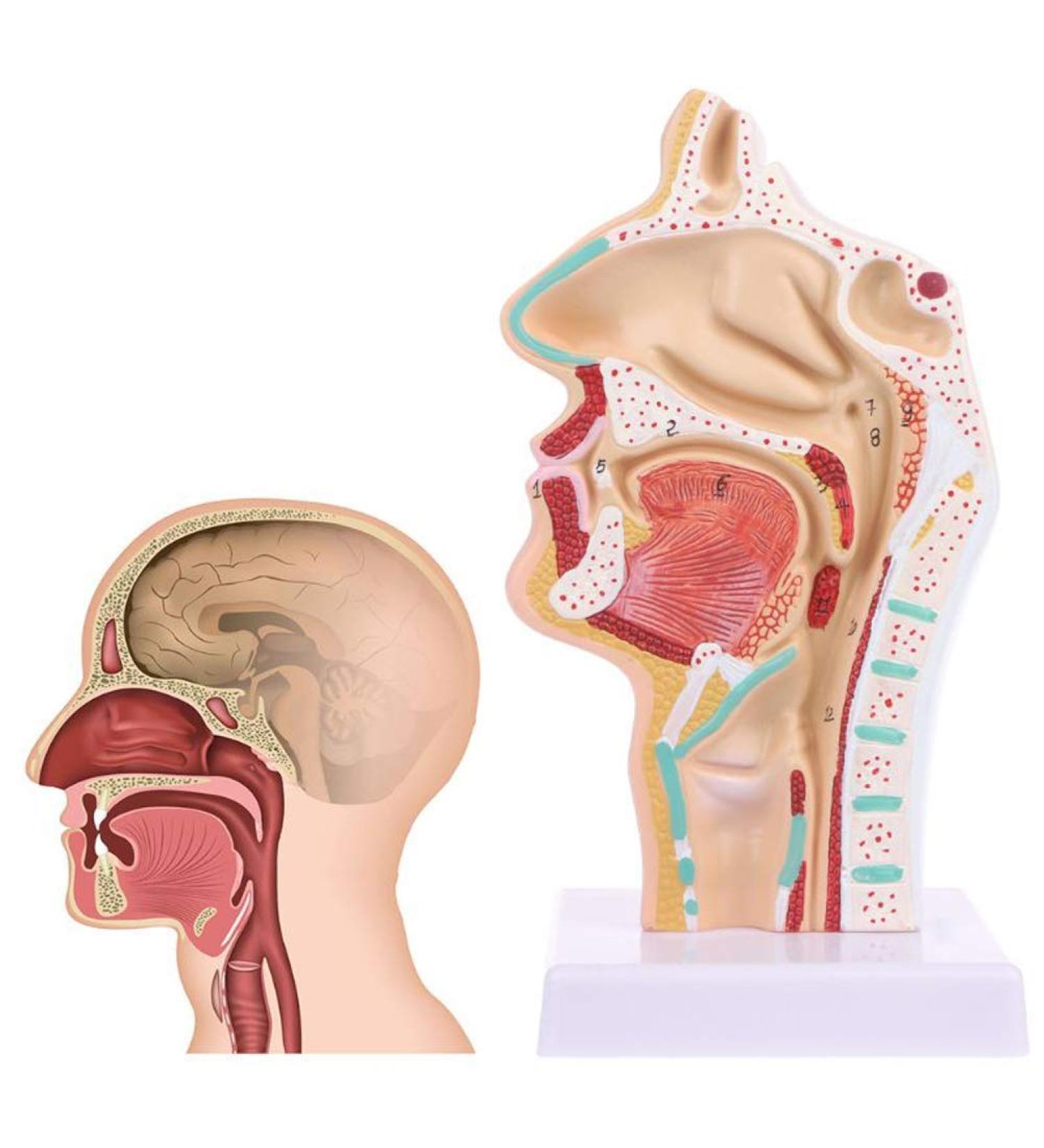 Human Nasal Anatomy Model Pathology Nose Otolaryngology Model Human Nasal Cavity Model Medicine Teaching - Buy Online on GoSupps.com
