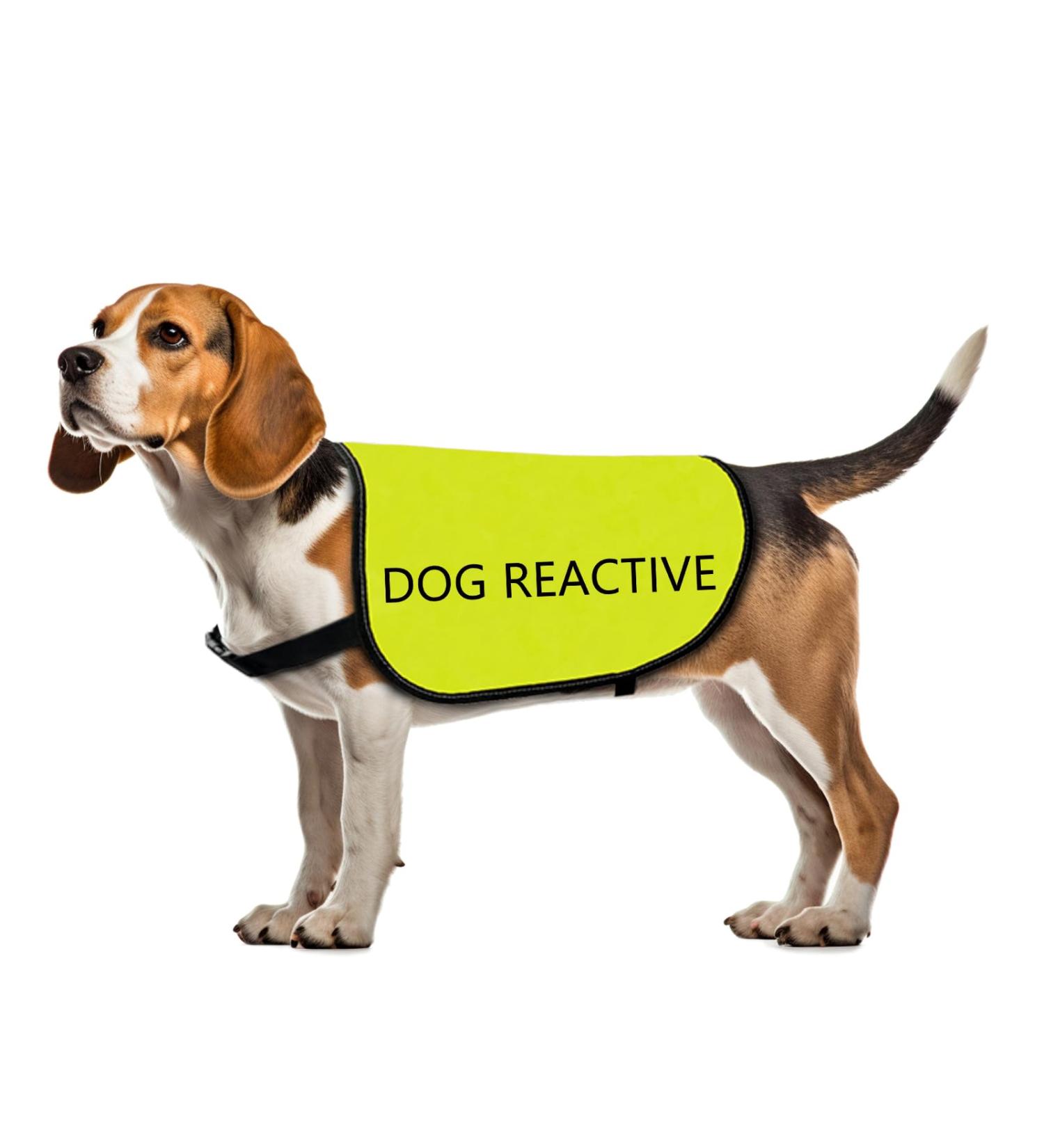 Buy Reactive Dog Jacket Vest | Dog Reactive-Medium | Warning Slogan for Safe Walks - Buy Online on GoSupps.com