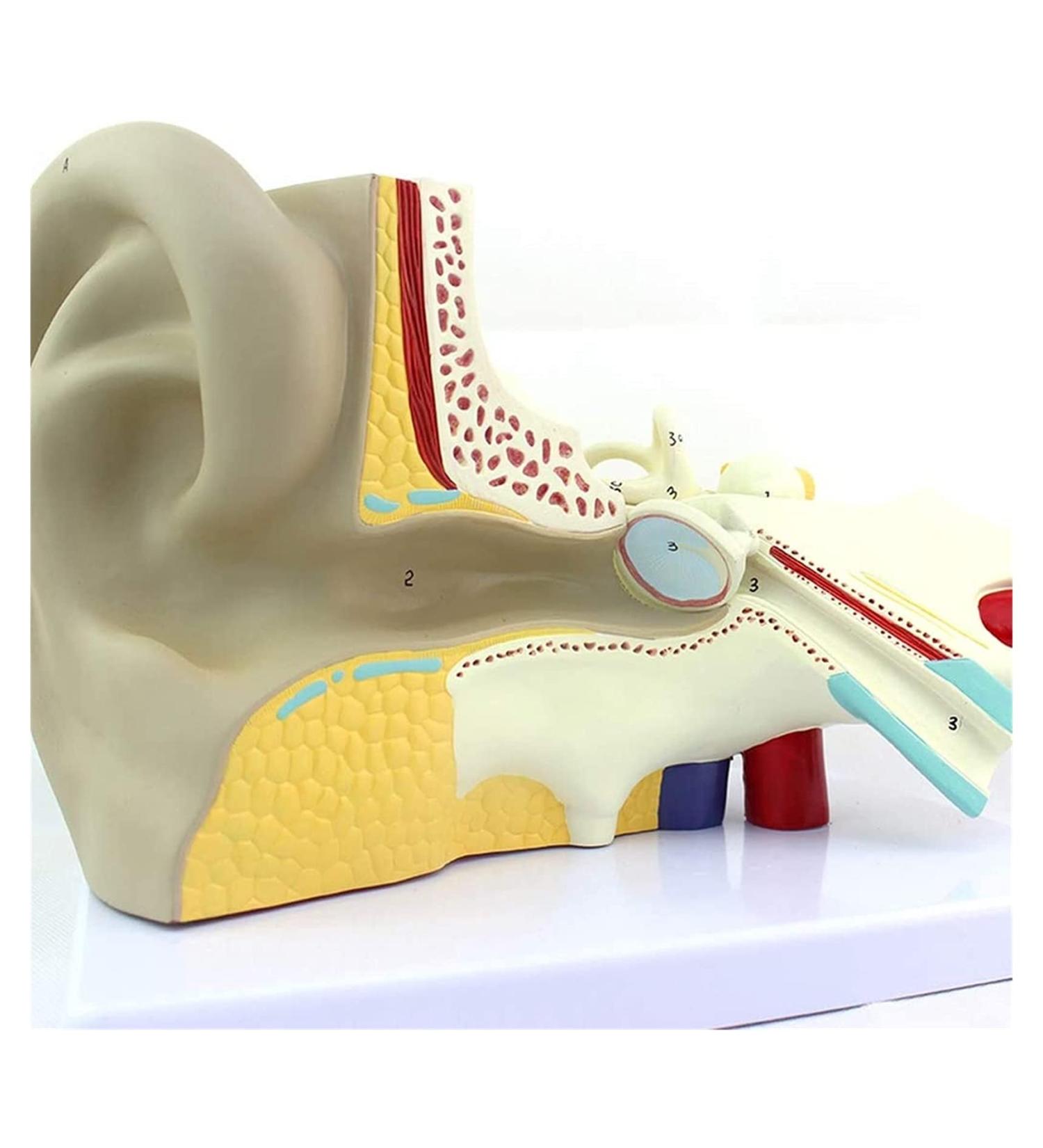 Body Model Ear Anatomy Model Anatomical Human Ear-Neck-Nose-Ear Model Enlarge Training Aid 3-Fold - Buy Online on GoSupps.com