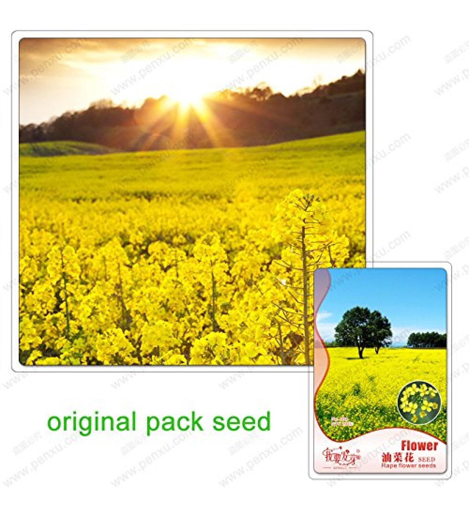 200 Seeds/Packs Plants in potio Yellow Flourishing of The Oil Oil rapeseed Edible rapeseed - Buy Online on GoSupps.com