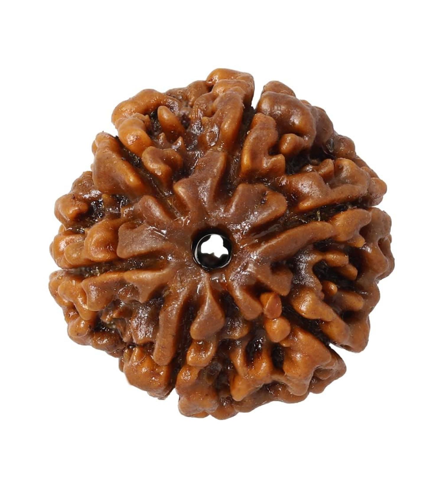 Tongari Original and Natural Mantra Siddha Rare 6 Mukhi Rudraksha No Gemstone
