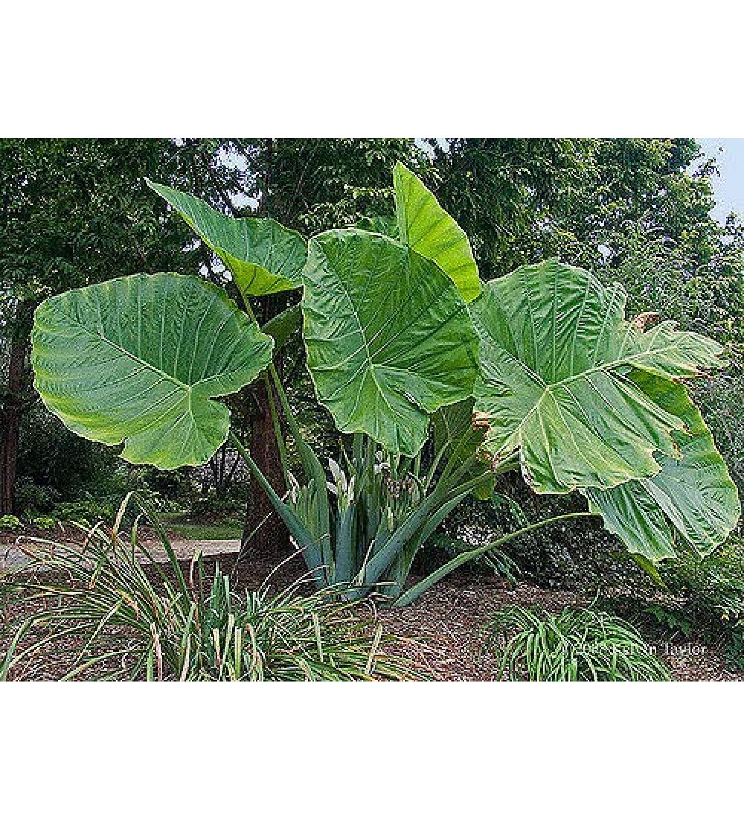 Semi di GERMINAZIONE: Taro Taro Elepant Ohr Gabi Kalo Eddo Birnen Pronto 3 Unzen Tha Crescere