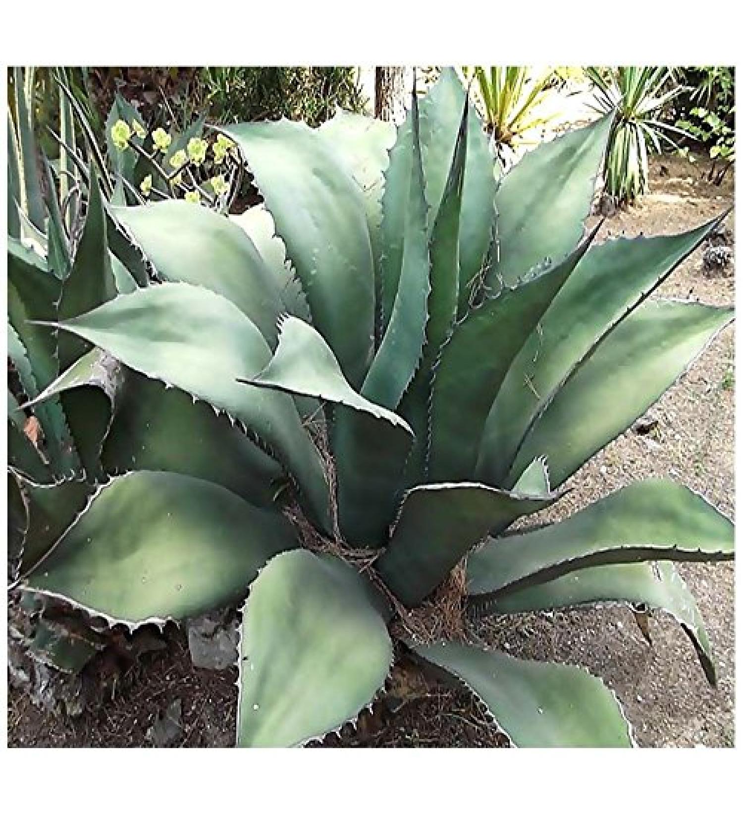 (20) Semi Agave salmiana Pianta - Verde Gigante Agave - Succulente