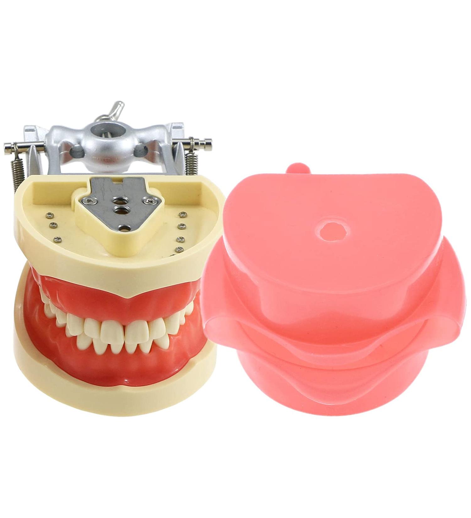 Samnuerly 28 Removable Teeth Dental Model - Ideal Teaching Tool for Dentists & Apprentices - Buy Online on GoSupps.com