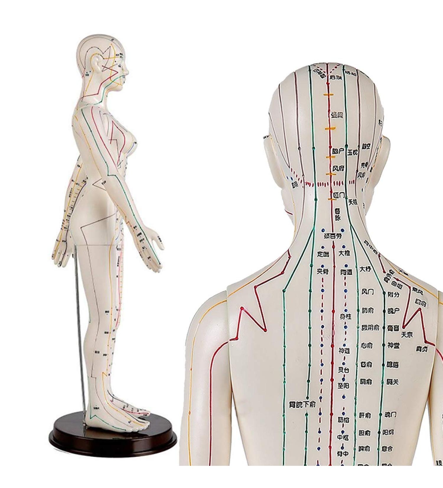 Female Acupuncture and Moxibustion Model 60cm - Medical Acupuncture and Moxibustion Model - Human Acupuncture and Moxibustion Model - Herbalist Body Statue - Buy Online on GoSupps.com