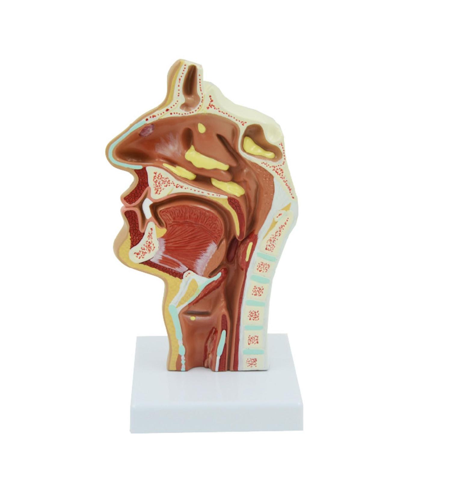 JUJNE Nasopharyngeal and Laryngeal Lesion Model Nasal Cavity Pathological Model Nasal Cavity Magnification Model is Suitable for Medical Teaching - Buy Online on GoSupps.com