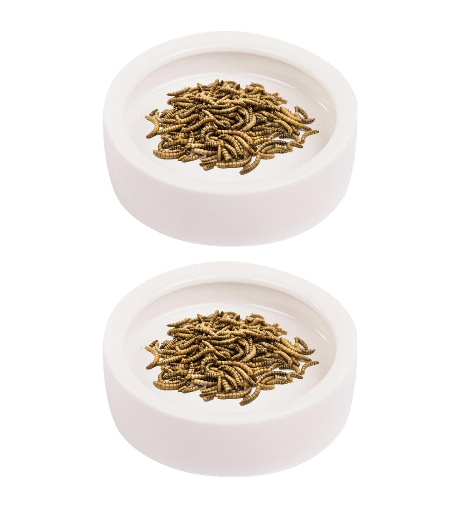 JNAWA 2 Pieces Worm Dish Mini Reptile Food Bowl White Ceramic Reptile Round Feed Bowl Ceramic Water Bowl for Geckos Frogs Lizards Chameleons - Buy Online on GoSupps.com