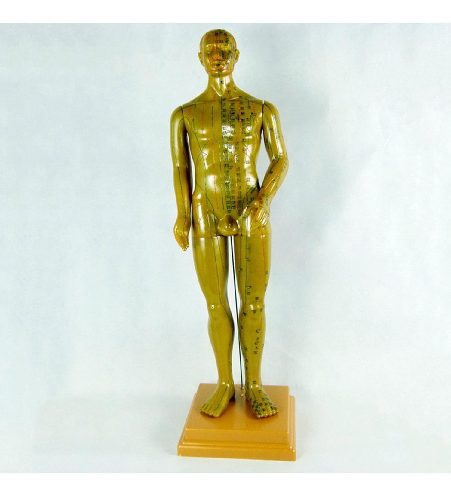 Professional Acupuncture Male Model - Human Body Meridian Model Bodybuilding Type Human Acupoint Model with Meridian Points - 100CM/39.37 Inch - Buy Online on GoSupps.com
