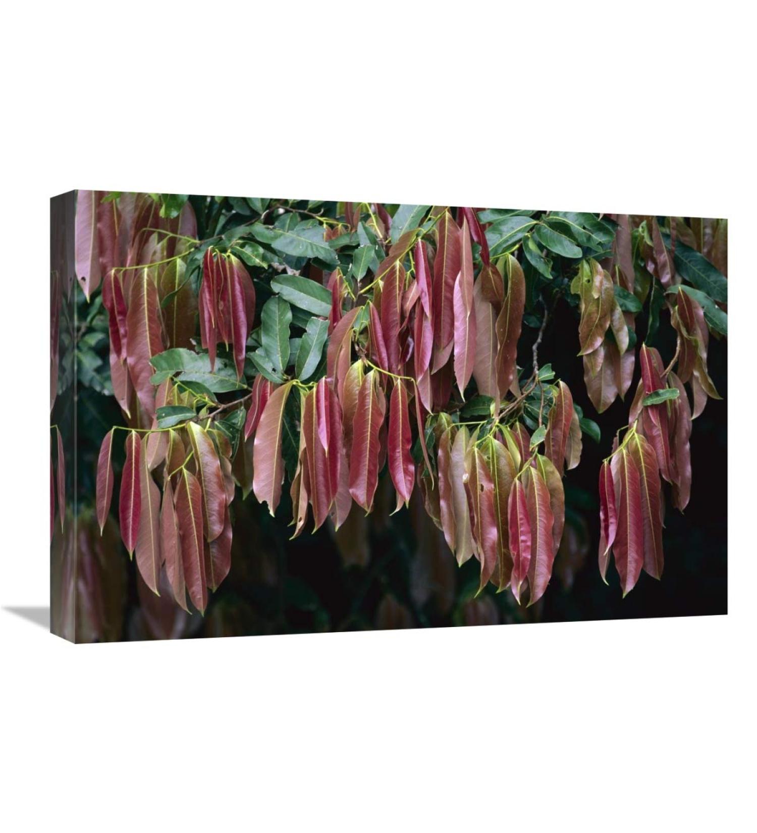 16 x 24 in. Young Red Leaves Lacking Chlorophyll Barro Colorado Island Panama Art Print - Christian Ziegler