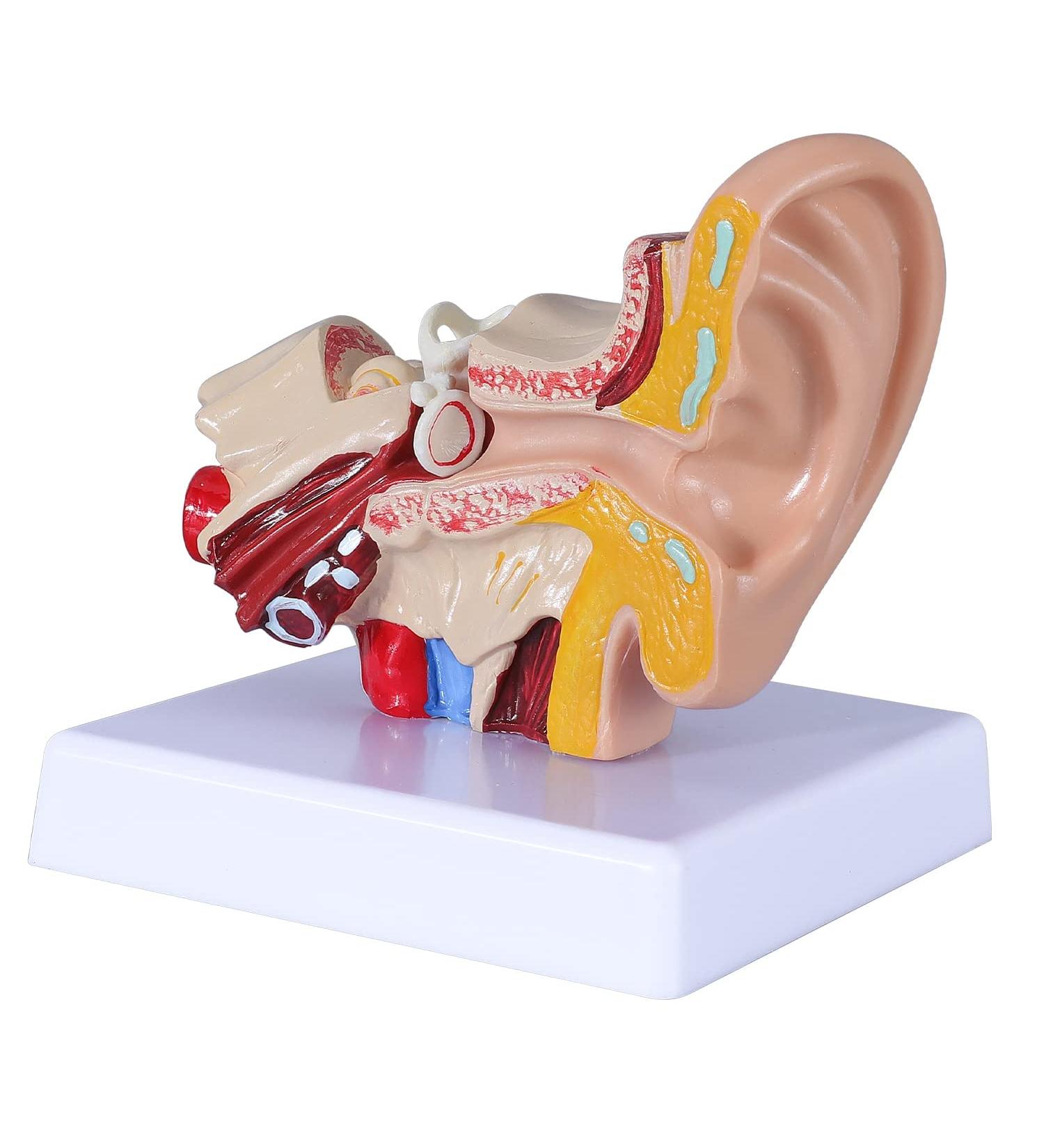 1.5 Times Human Ear Anatomy Model - Ear Joint Simulation Model