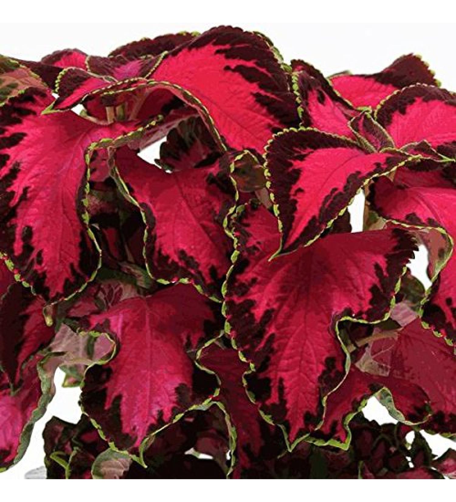 Fresh 40 seeds - Coleus Chocolate Covered Cherry Blossom Seeds