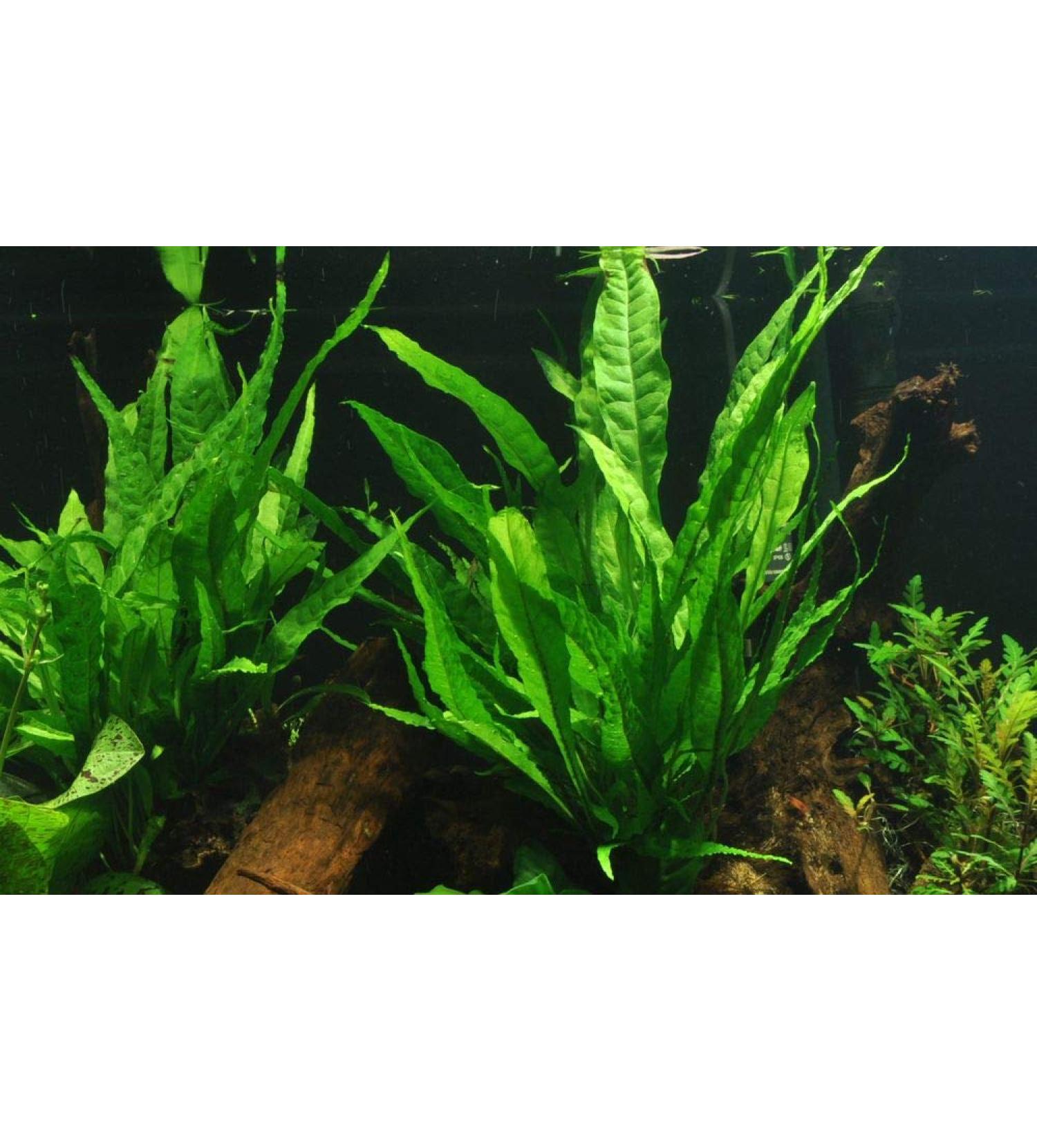 Buy Tropica Microsorum Pteropus Java Fern - Healthy Aquatic Plants for Your Aquarium | Pot No. 008 - International Shipping Available - Buy Online on GoSupps.com