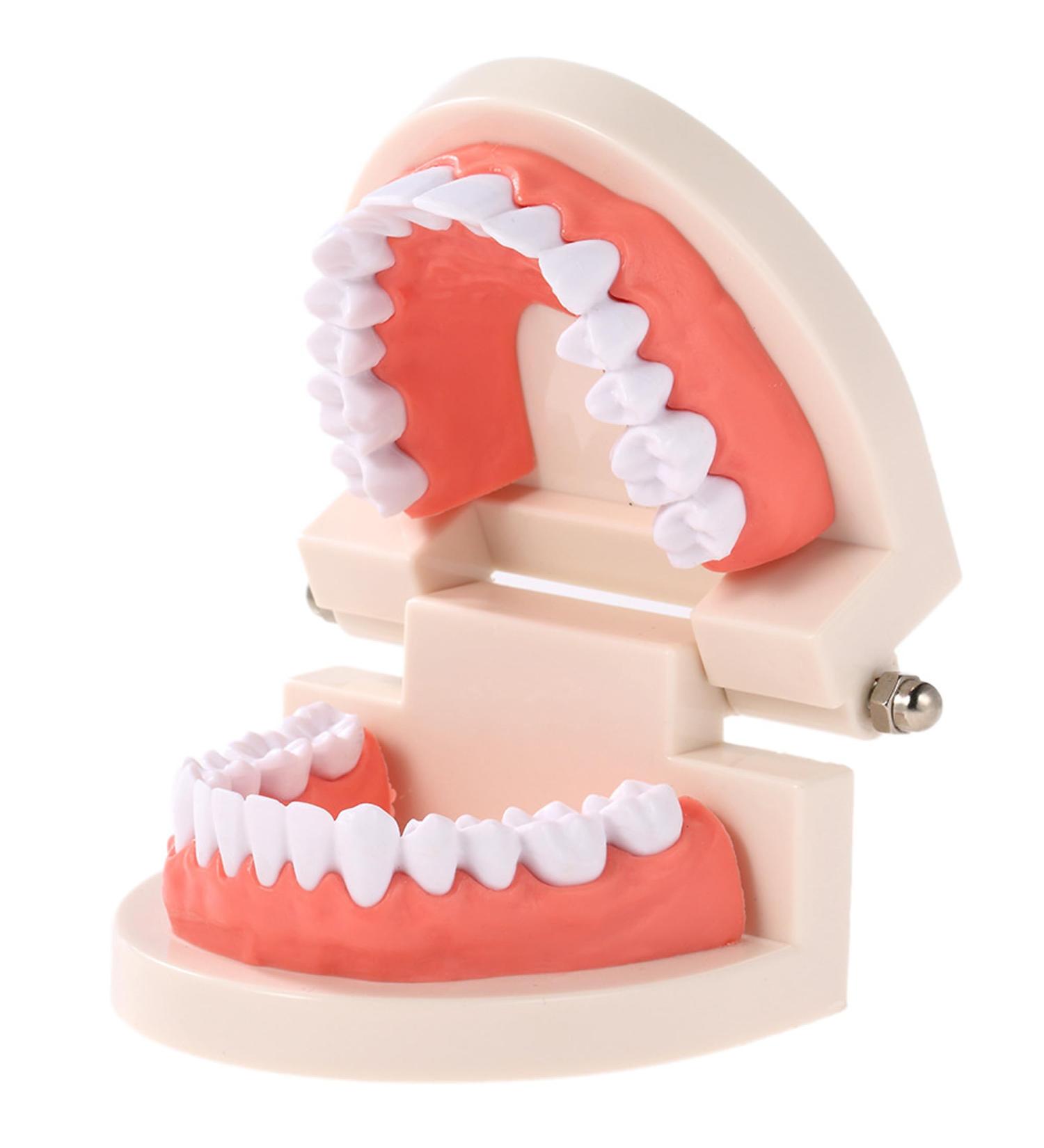 FGXY Standard Tooth Model - Educational Dental Model for Kids | Ideal for Dentists & Hospitals | Enhance Brushing Techniques - Buy Online on GoSupps.com