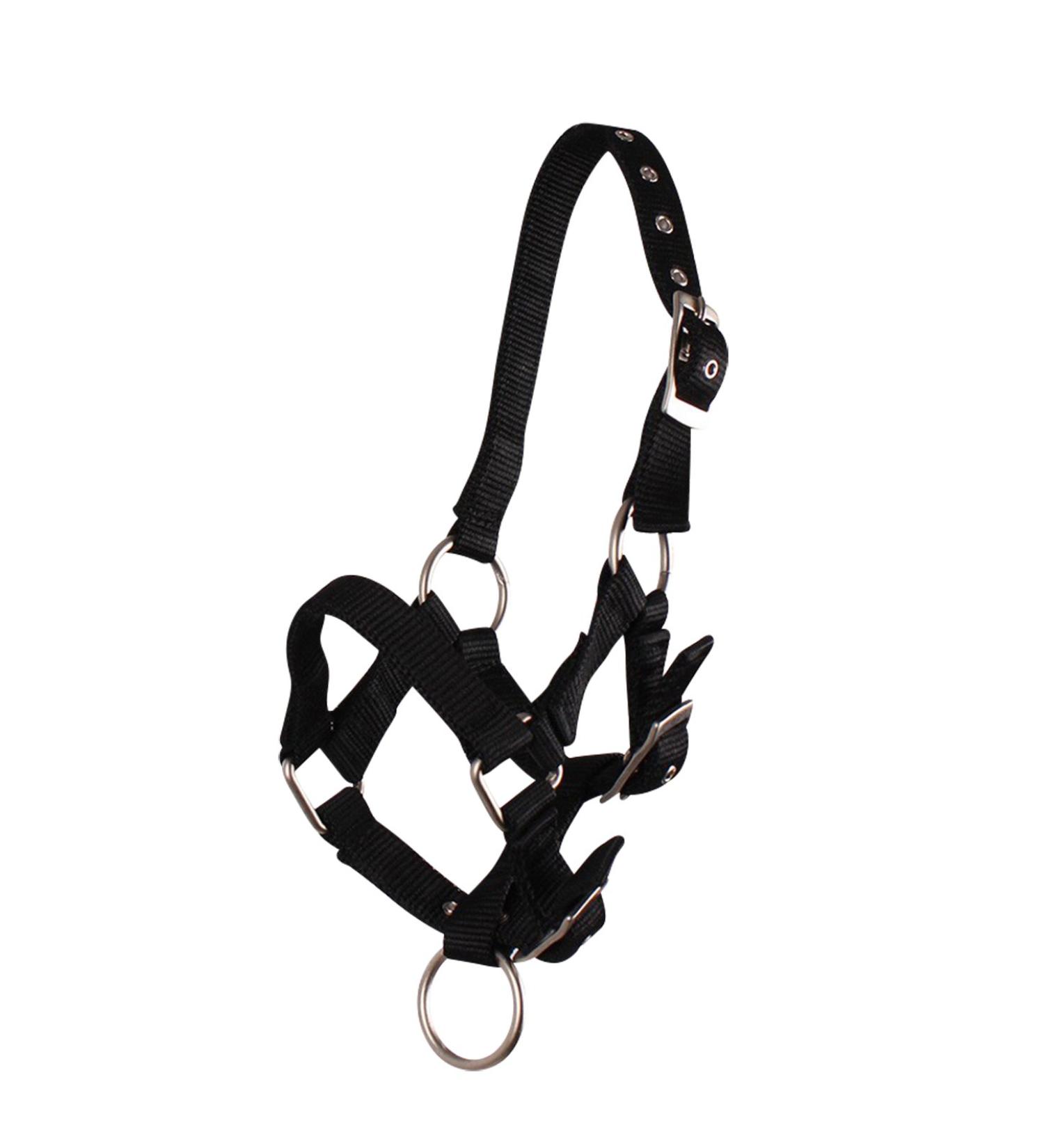 QHP foal halter foal nylon halter 4 foal sizes 6 colours (Shetland foal black) Shetland foal black