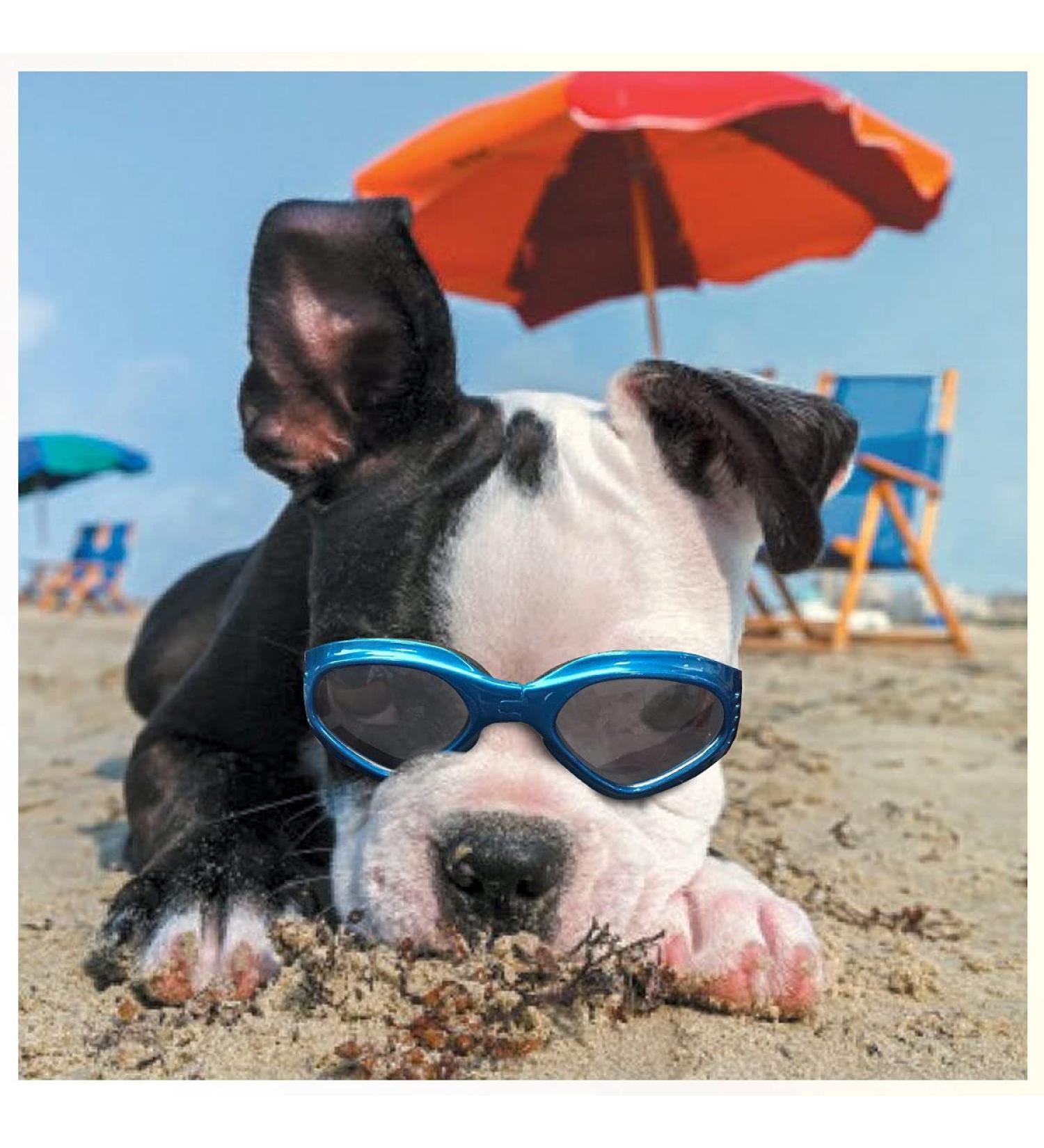 Petleso Dog Glasses - Stylish Anti-UV Waterproof Sunglasses for Small & Medium Dogs - Windproof Eye Protection in Blue - Buy Online on GoSupps.com