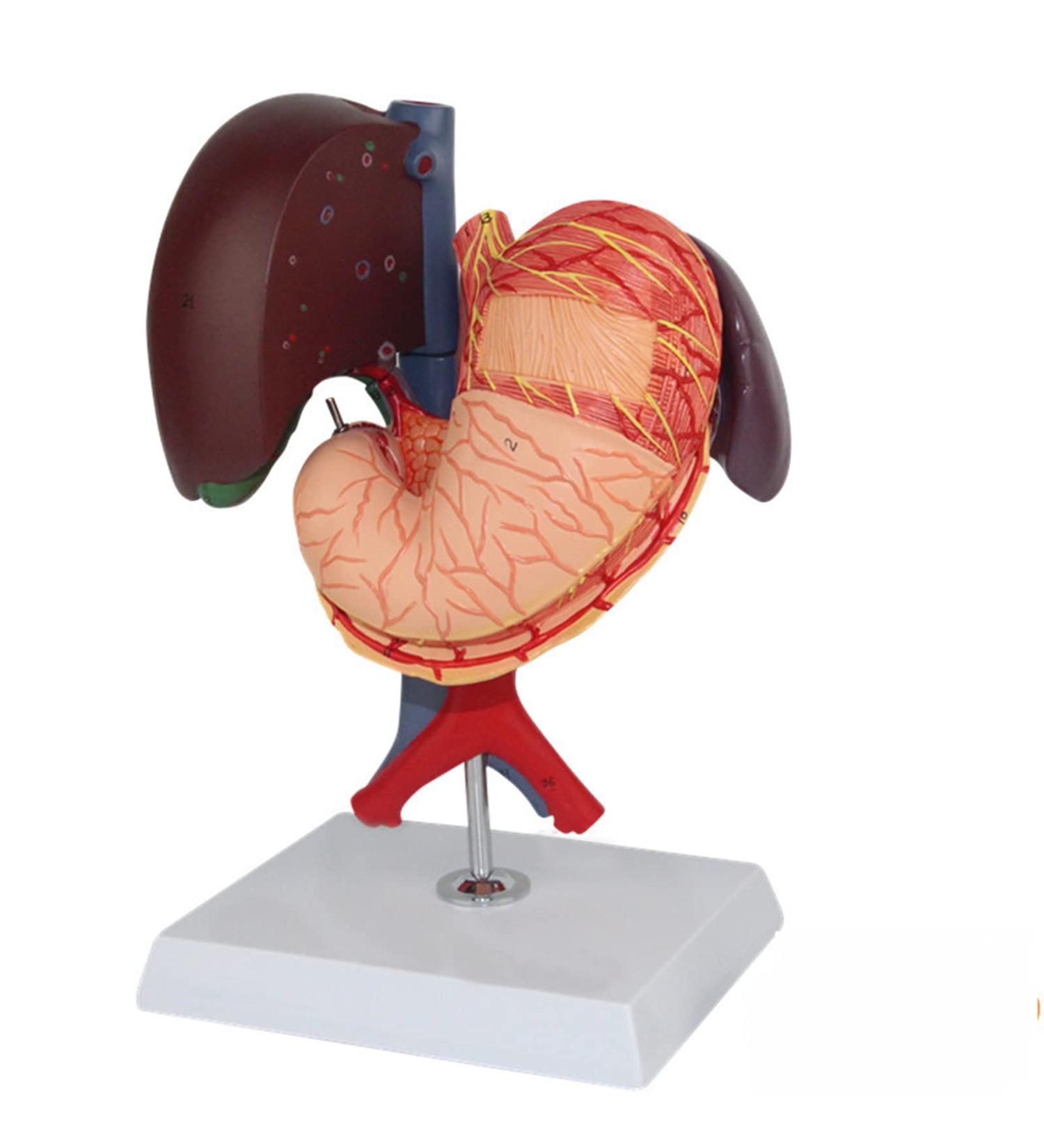 Model of The Human Liver Model of The Liver and The Duodenum and The Pancreas Model of The Liver in Life Simulation Model of The Hepatobile Digestor Organ - Buy Online on GoSupps.com