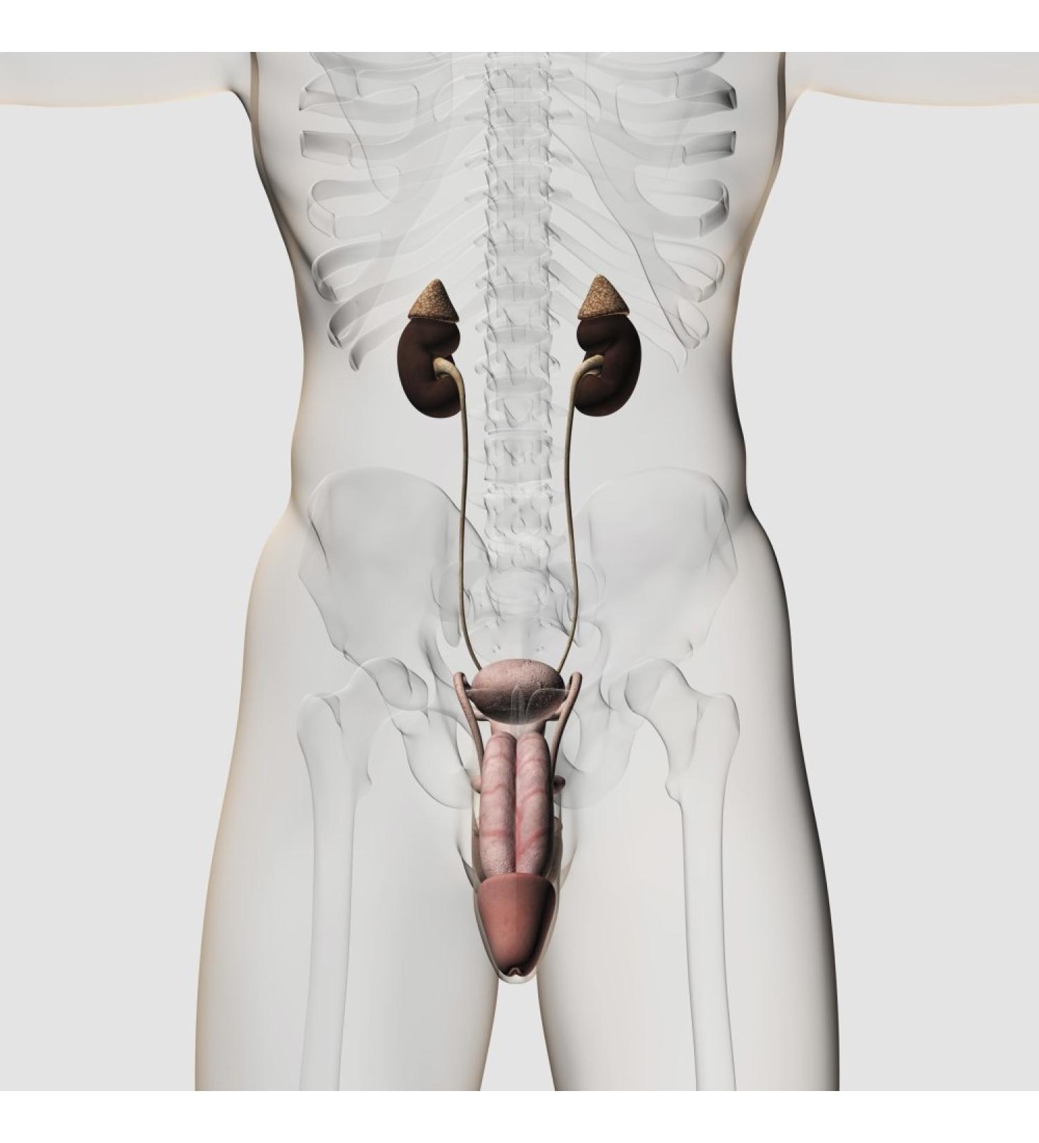 Posterazzi Three dimensional medical illustration of male urinary system Poster Print (28 x 28)