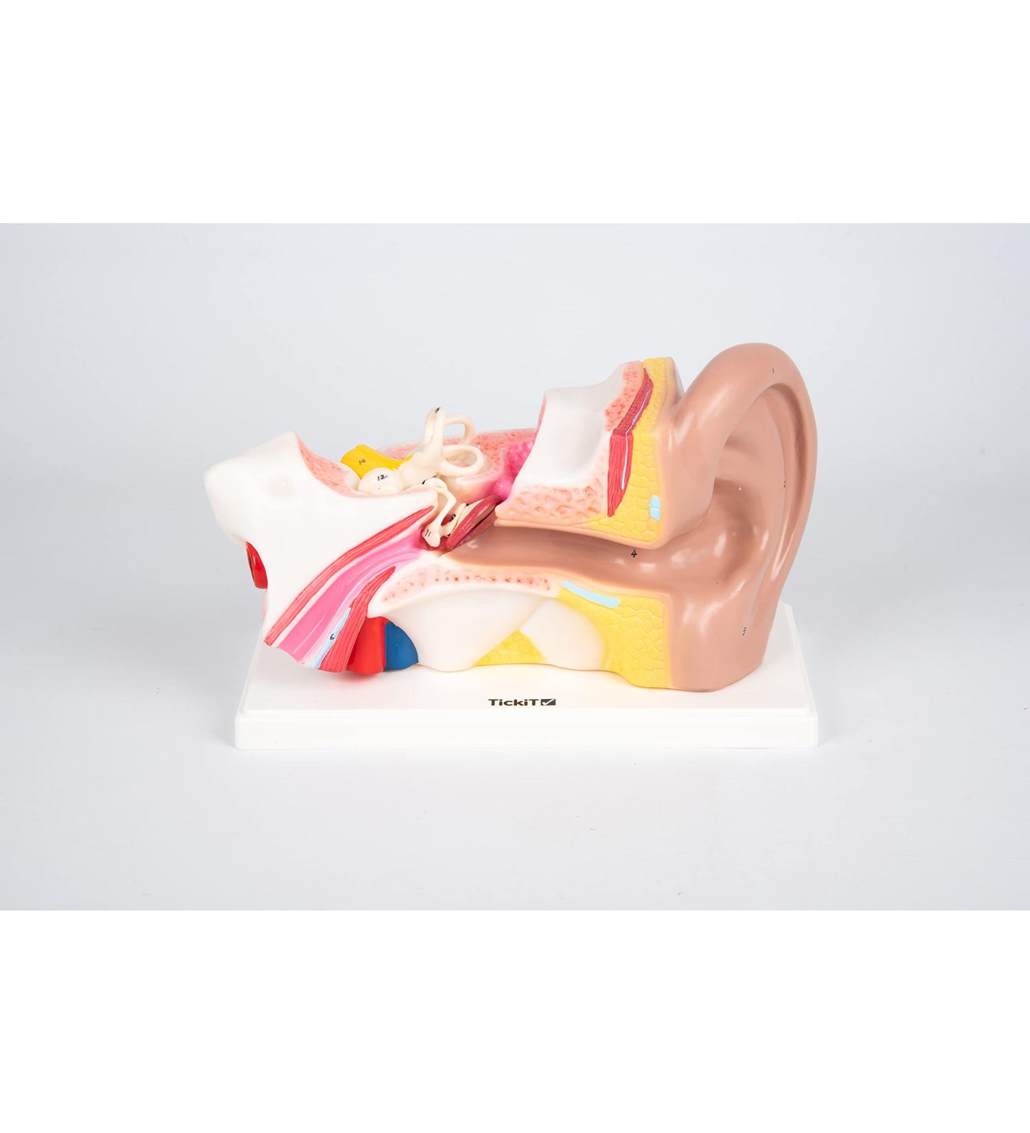 Buy TickiT 03105 Human Ear Model - 4x Life Size Anatomy Model for Education | International Shipping Available - Buy Online on GoSupps.com