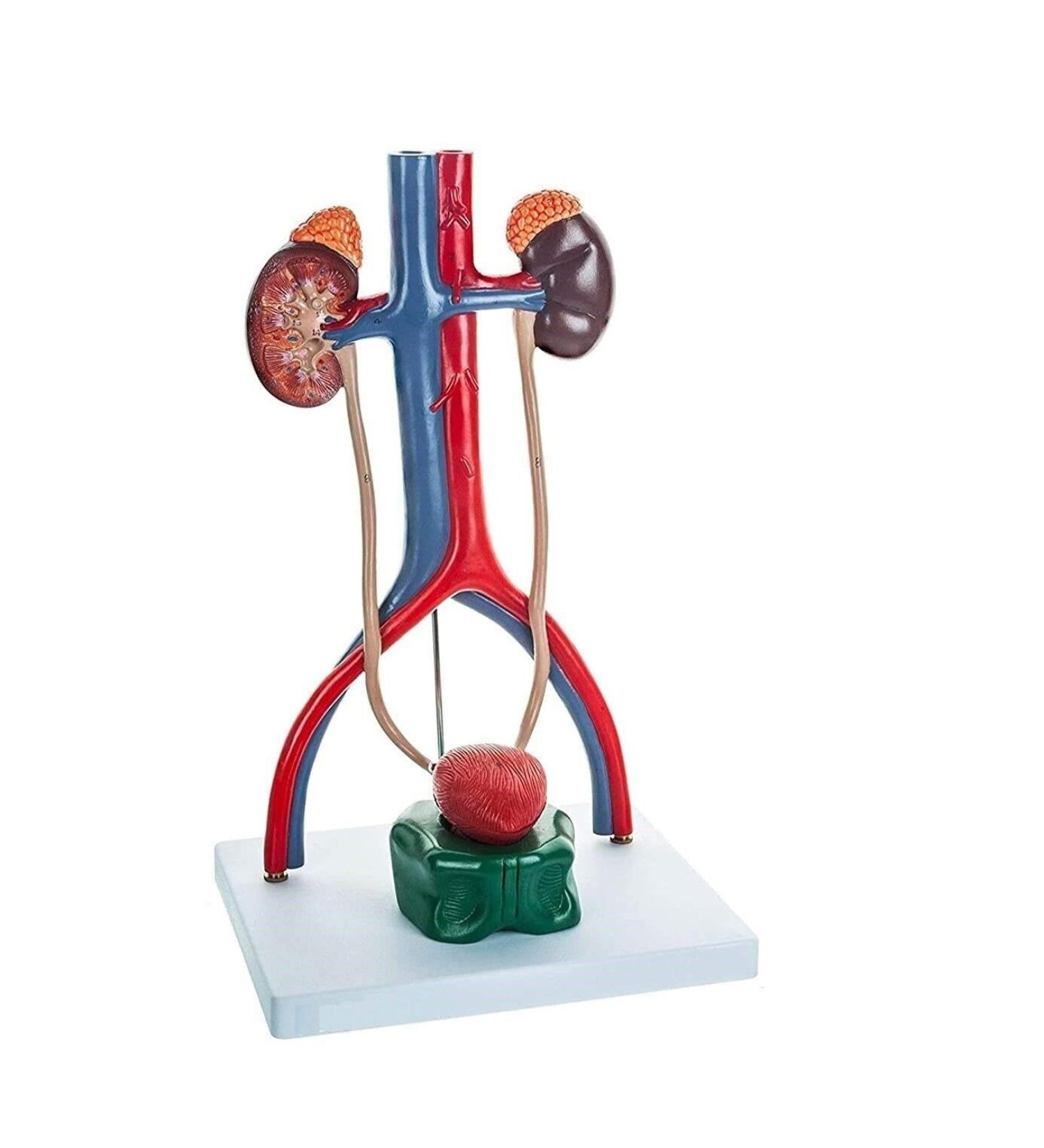 Spancare Male Urinary System Medical Premium Anatomical Model with One Cut-Away Kidney