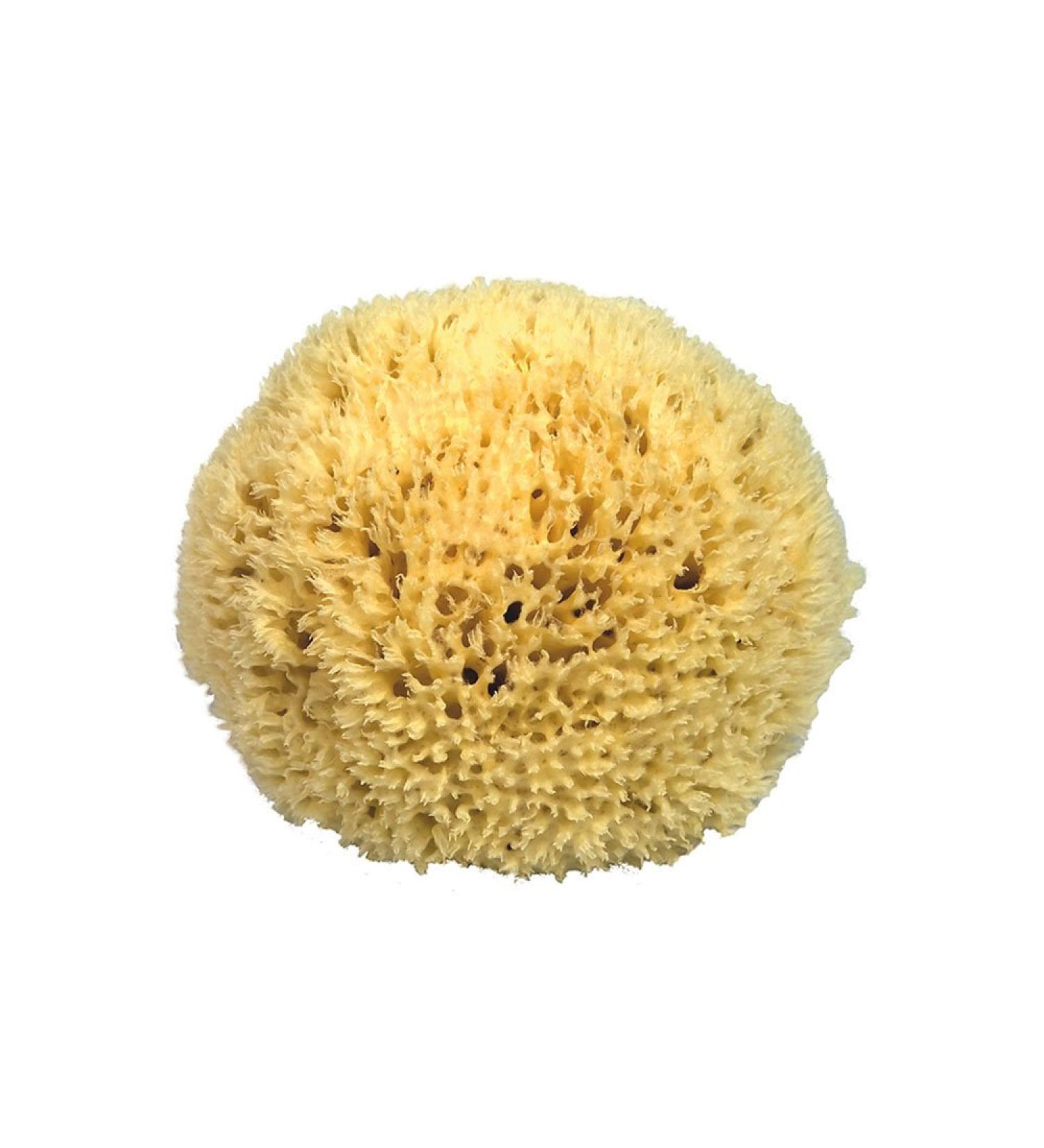 Natural Mediterranean Bath Sponge - Kosmetex (12 cm) - Eco-Friendly | Shop Now for Quality & Size Variety - Buy Online on GoSupps.com