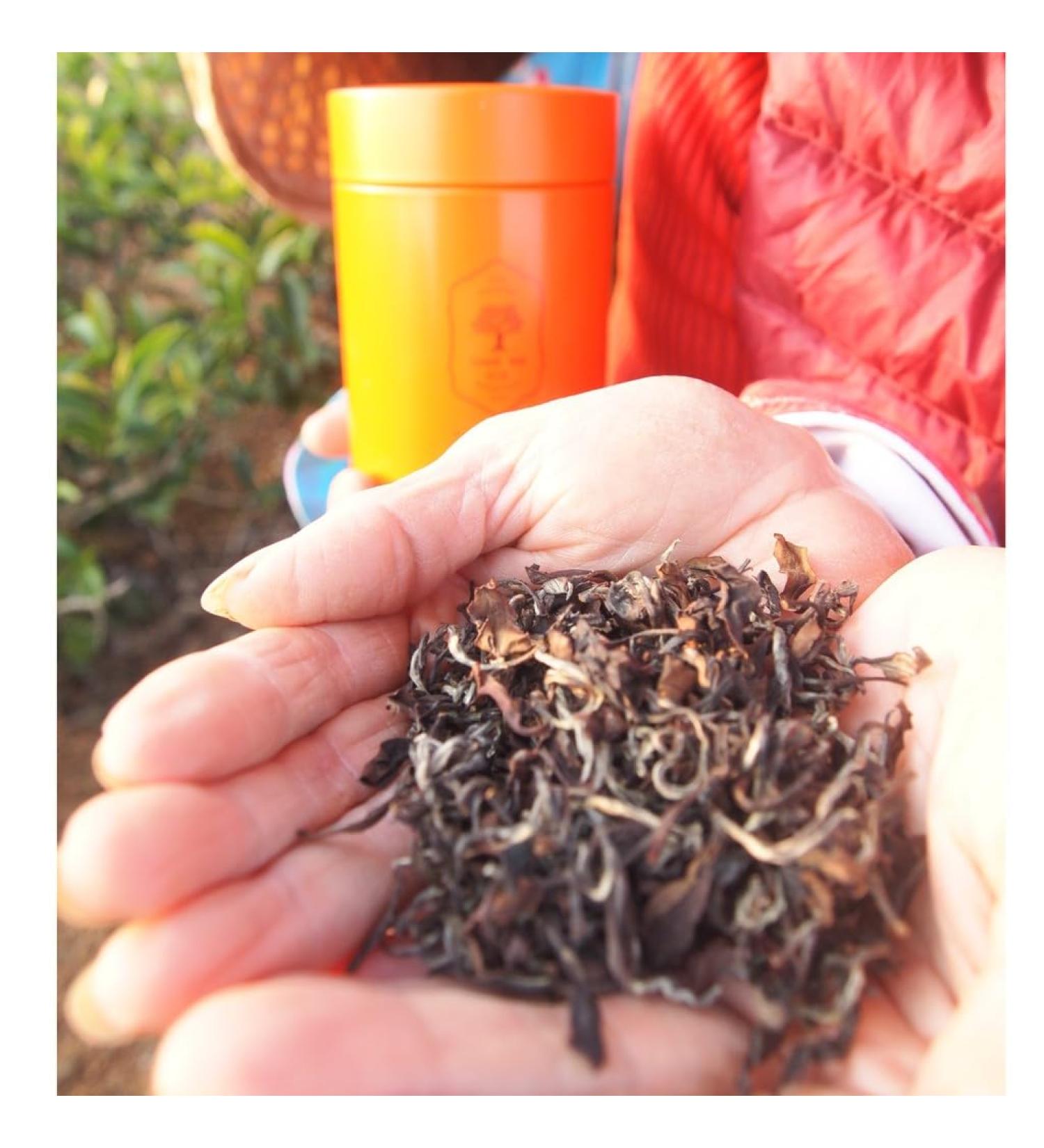 Taiwan unique tea Oriental Beauty tea 75g*4 - Buy Online on GoSupps.com