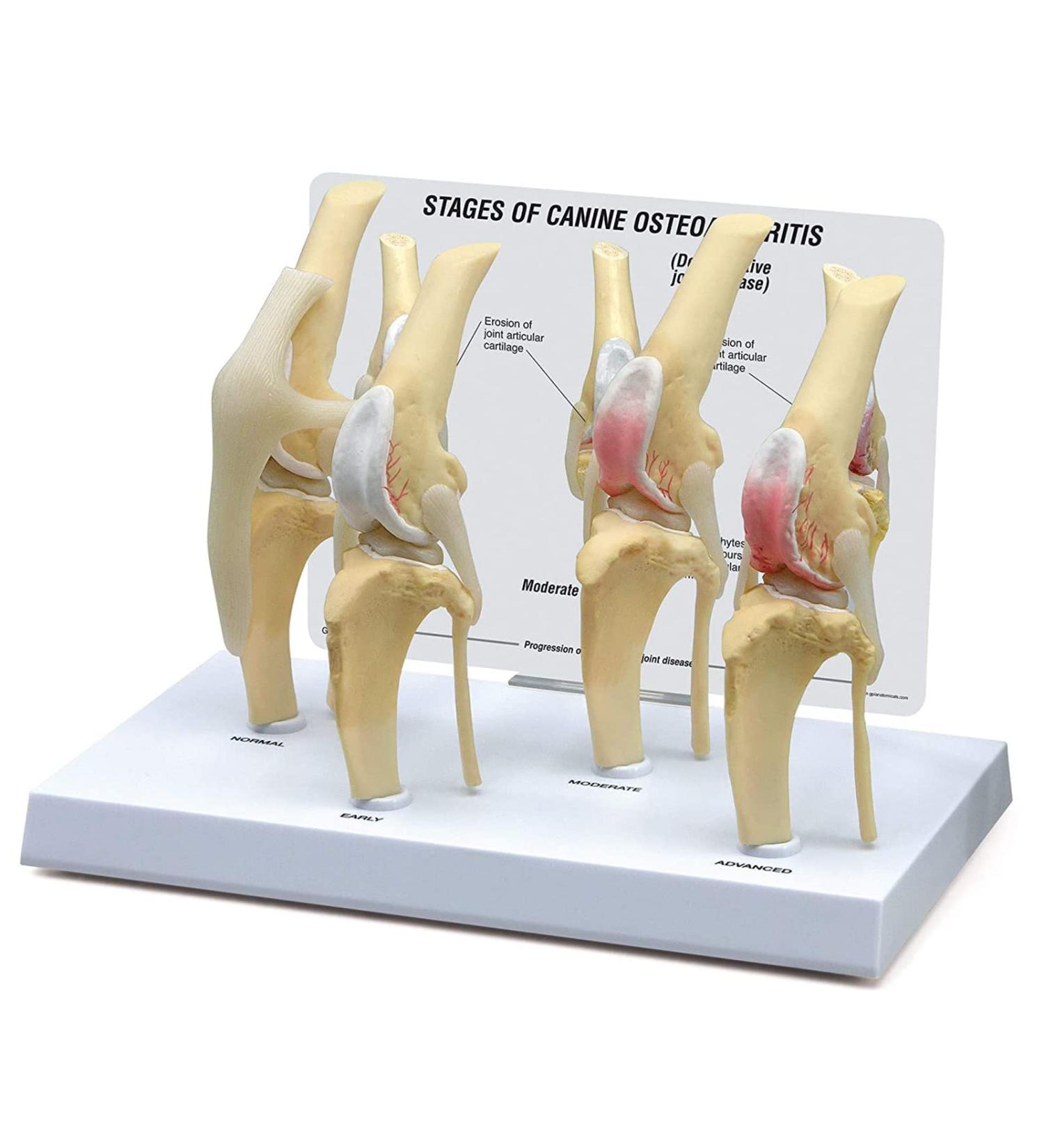 Dog Knee Joint Model Four Stage Knee Arthritis Health Knee and Dog Lesion Joint Model for Veterinary Office Teaching Aids - Buy Online on GoSupps.com