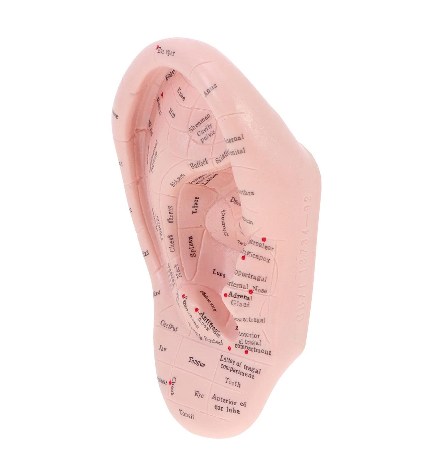 Artibetter 1Pc Human Ear Acupuncture Model - Medical Auricular Massage Tool for Home Use | International Shipping Available - Buy Online on GoSupps.com
