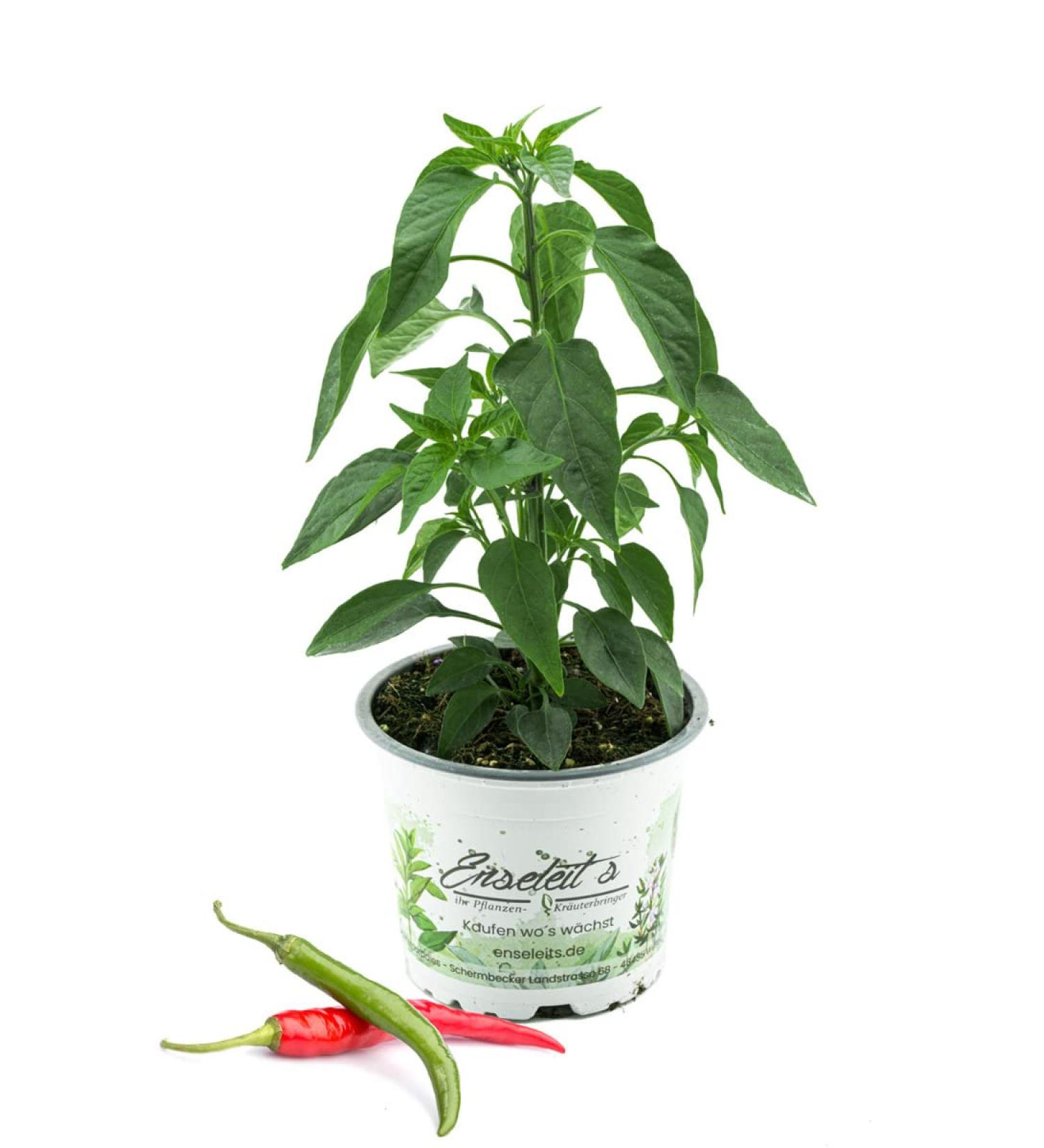 Buy Thai Chili Rawit Plants - Sustainably Grown Chili Plants for International Shipping - Buy Online on GoSupps.com
