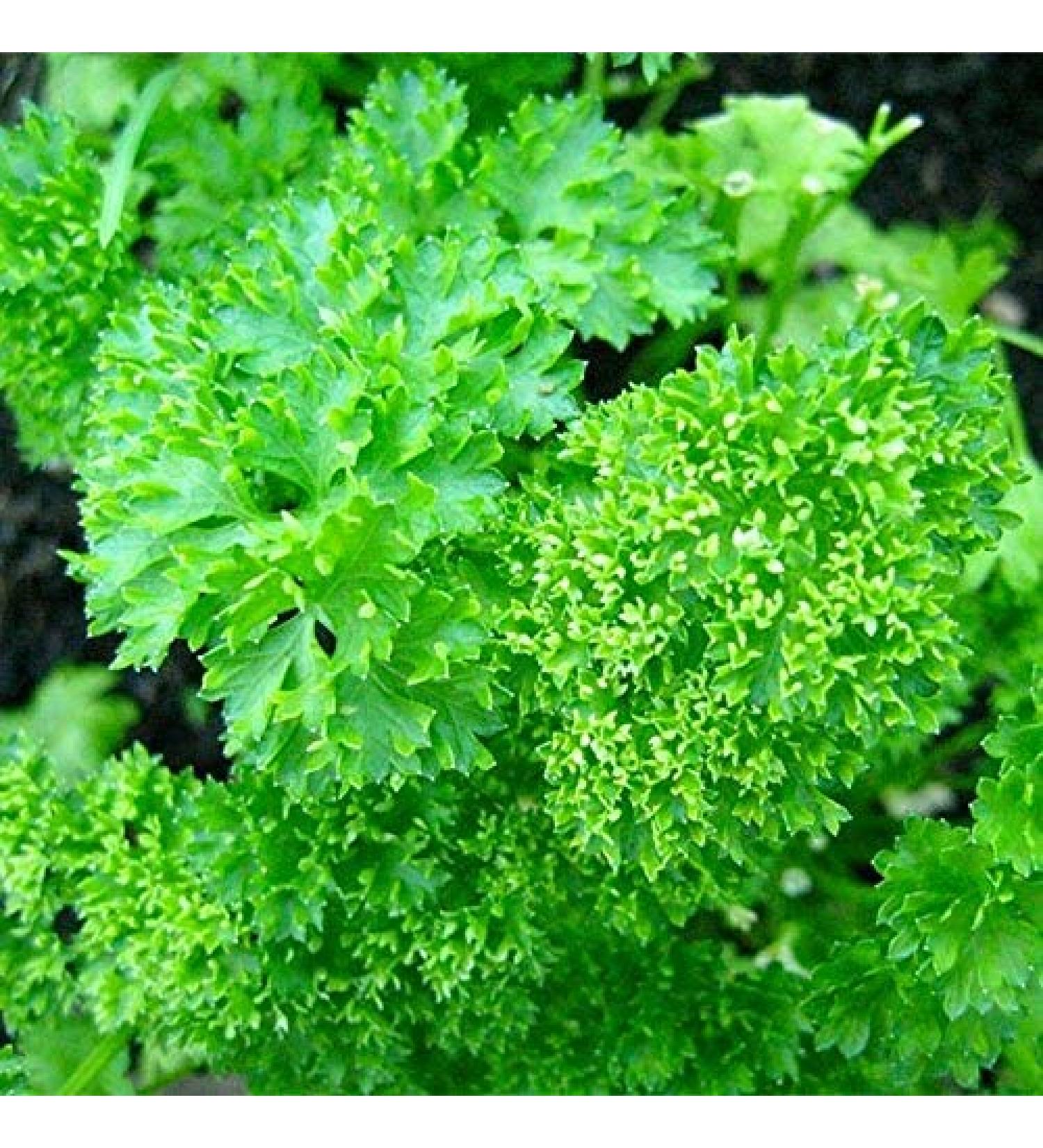 PLAT FIRM Seed Germination 300 Seeds Parsley Seeds Triple Curled A Beautiful Garnish High Vitamin C Content Free Ship - Buy Online on GoSupps.com