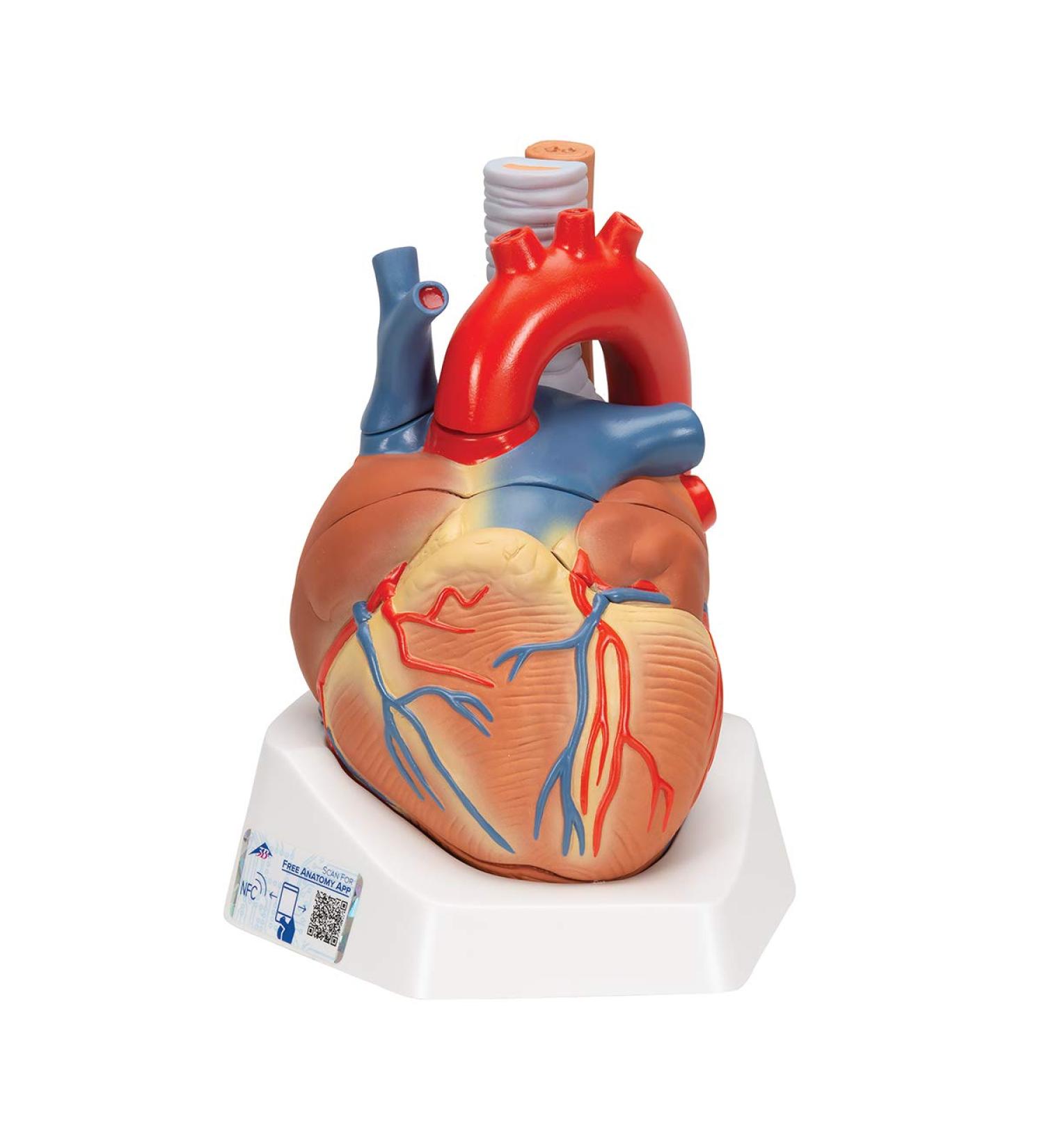 3B Scientific VD253 7 Part Heart Model 7.9-Inchx5.9-Inchx6.7-Inch - Buy Online on GoSupps.com