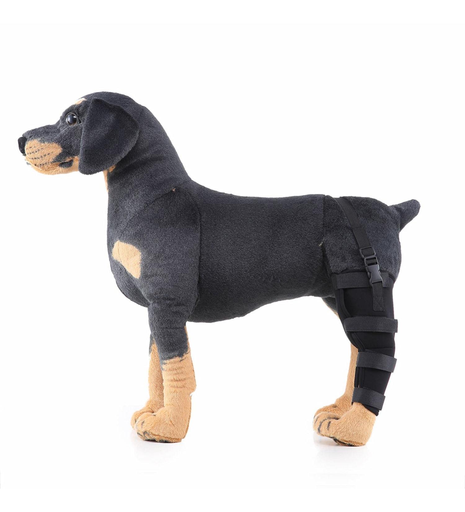 Dog Right Hind Leg Knee Brace Dog Braces for Back Legs Super Supportive for Heals Prevents Injuries Sprains Protects Wounds. A Large - Buy Online on GoSupps.com