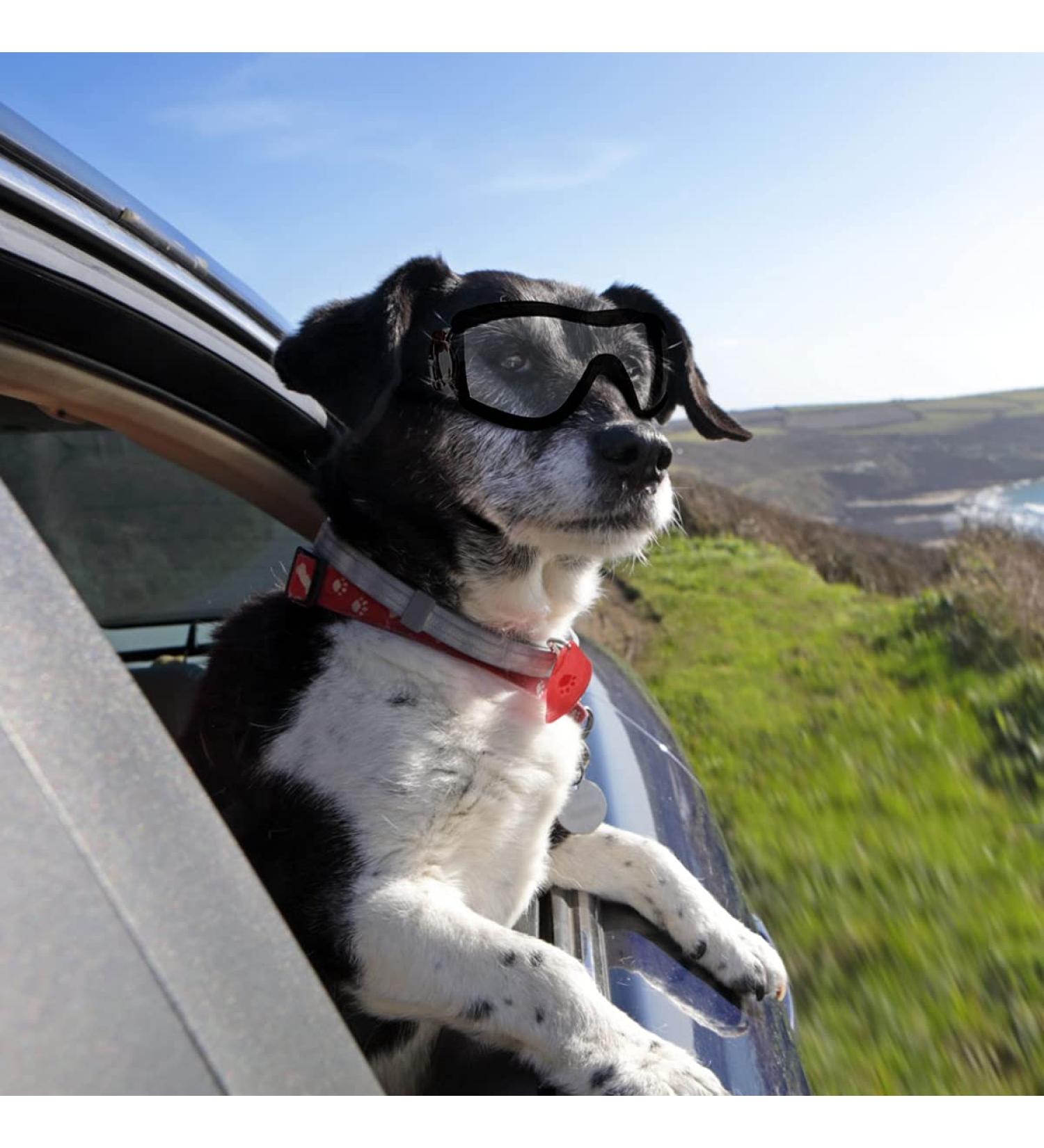 PETLESO Dog Goggles Large Eye Protection Dog Sunglasses for Middle/Large Dogs Clear - Buy Online on GoSupps.com