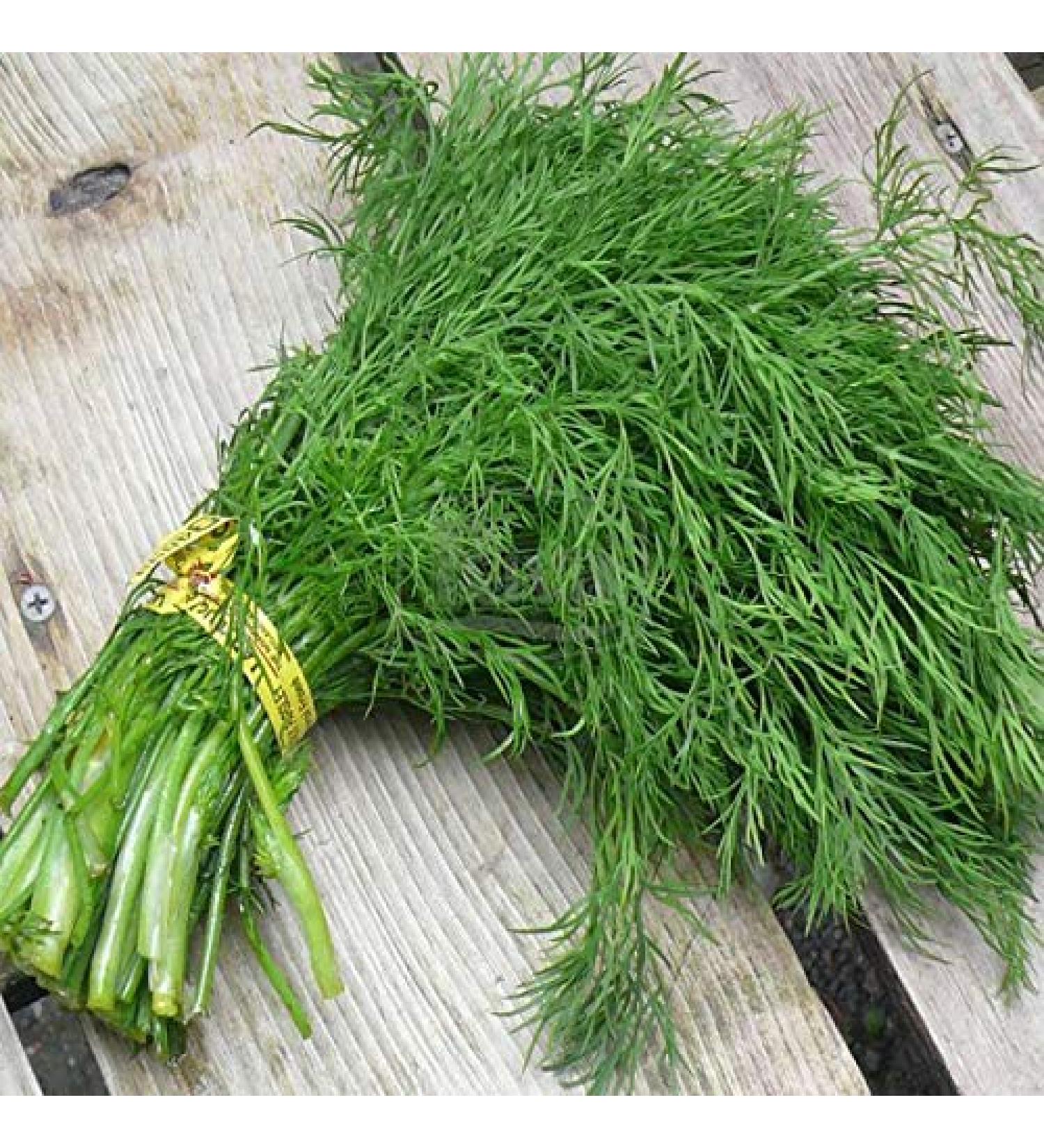 Portal Cool Semi di aneto Ambrosia Tardo 5G semi ucraino - Buy Online on GoSupps.com