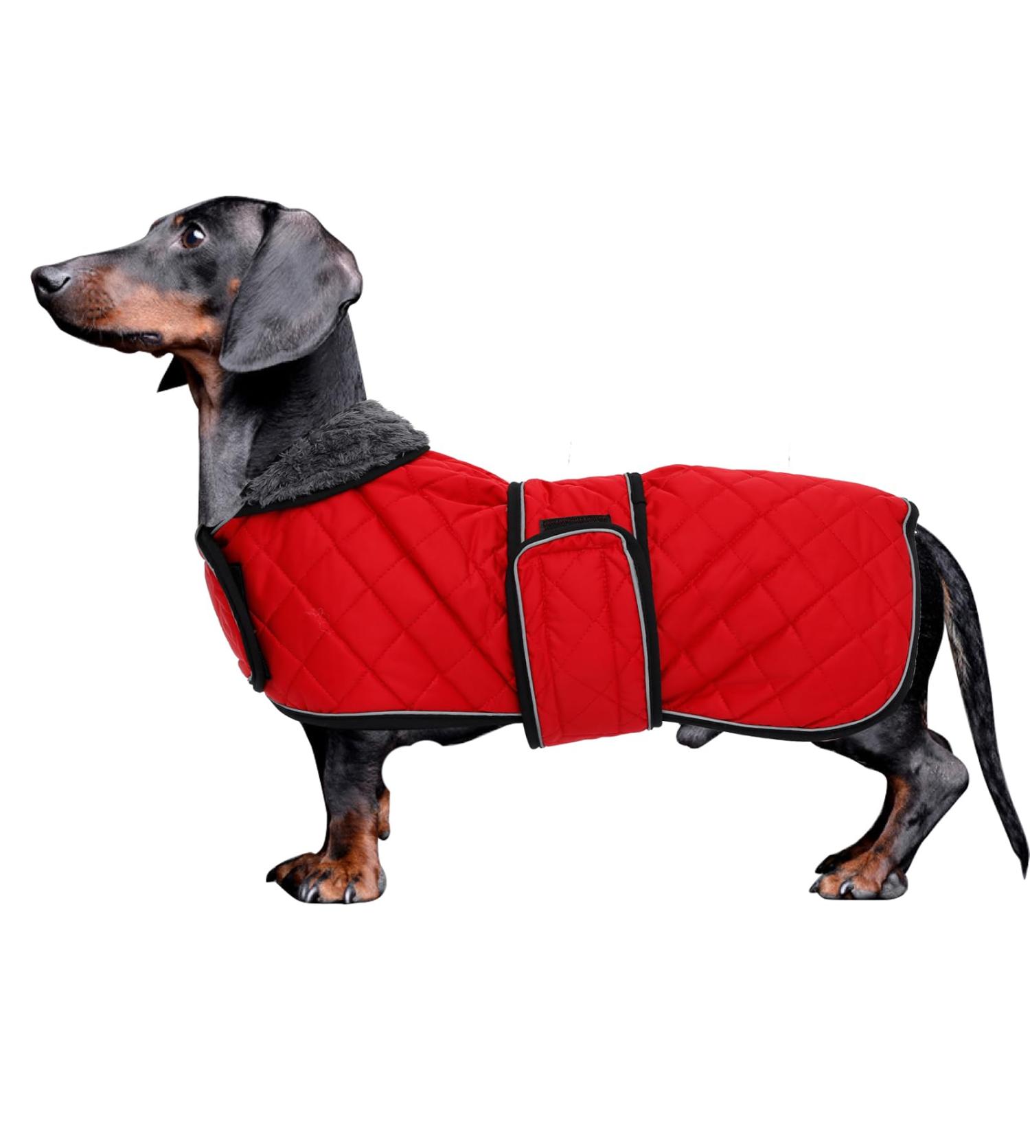 Minezi Dachshund Winter Jacket | Waterproof Dog Coat with Wool Lining & Adjustable Straps | Free-Red (36-38cm) - Buy Online on GoSupps.com