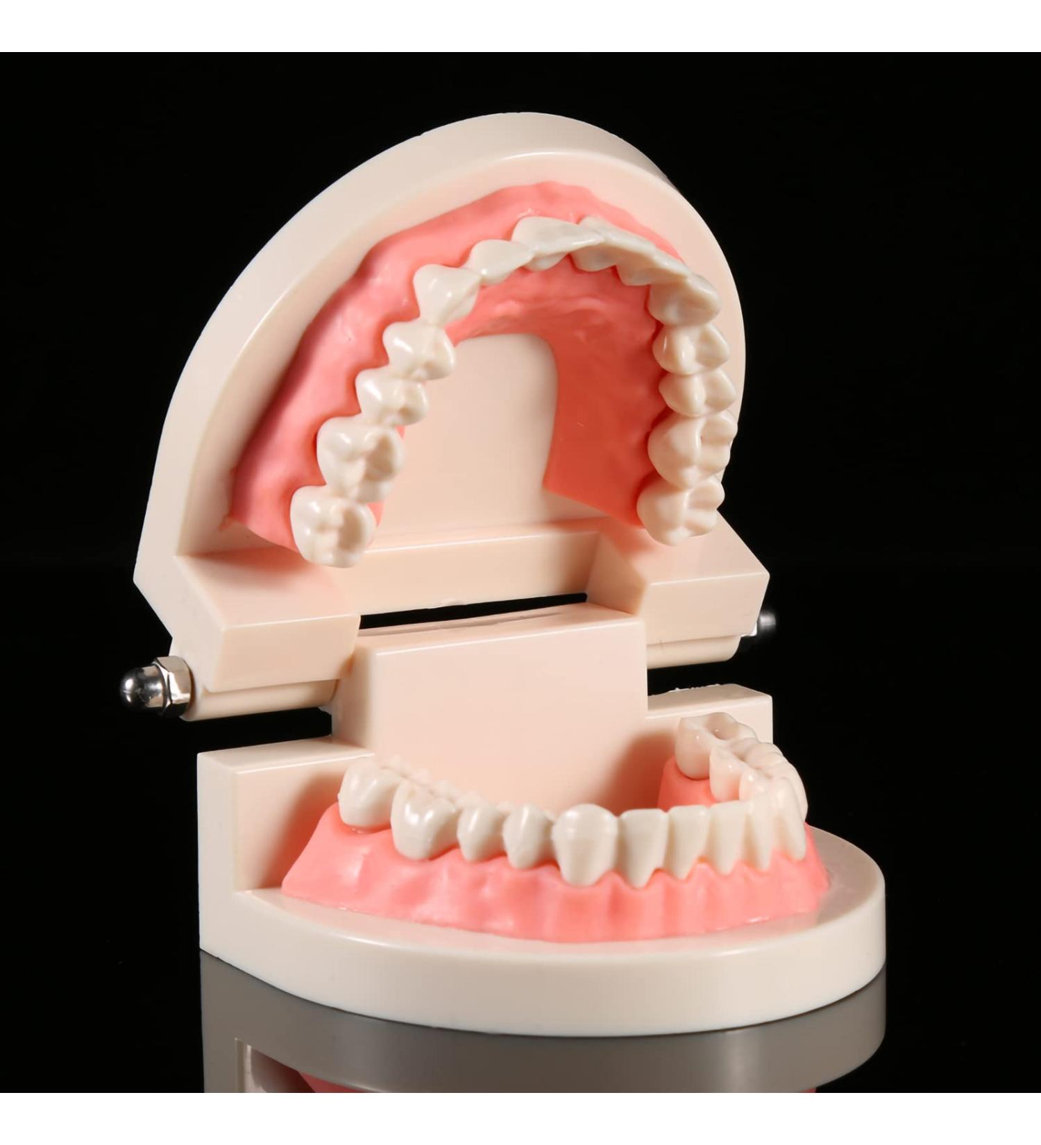 Buy Standard Tooth Model - PVC Dental Study for Adult Demonstration Teeth | International Shipping Available - Buy Online on GoSupps.com