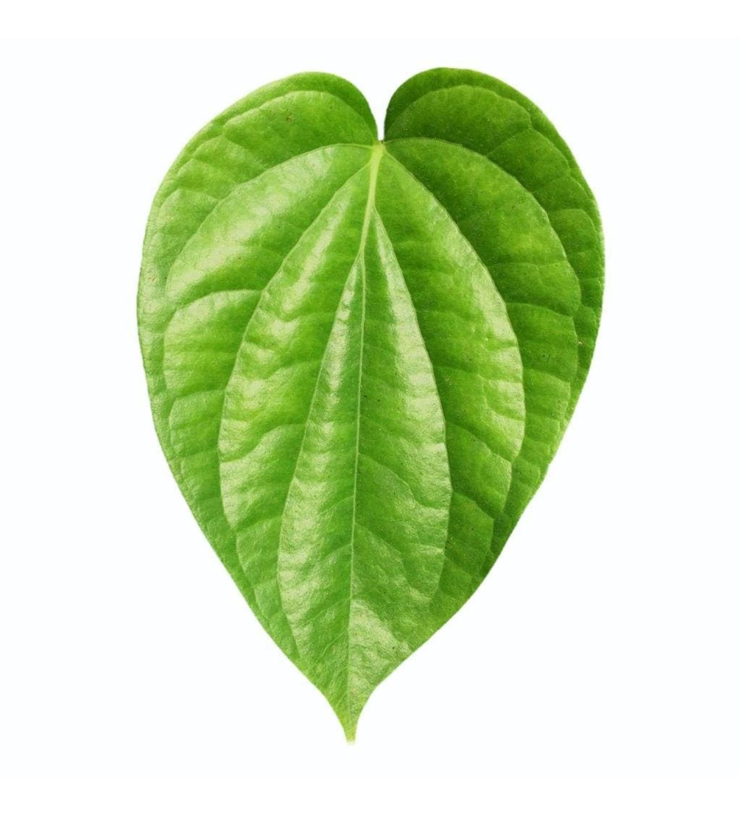100PCS Fresh Betel Leaf Paan Piper Betel leaves 100 PCS - Buy Online on GoSupps.com