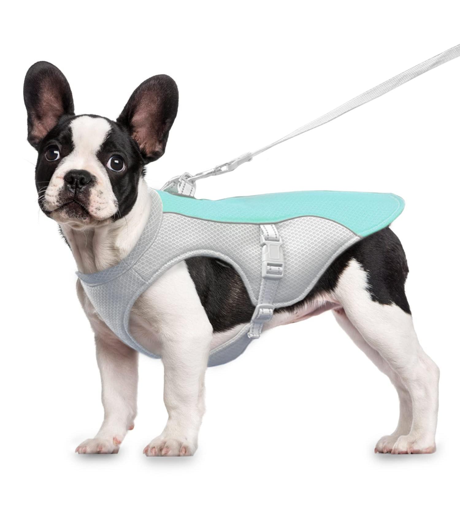 Adjustable Dog Cooling Vest for All Breeds | Absorbent & Cool Dog Jacket for Hot Weather - Summer Blue (S) - Buy Online on GoSupps.com