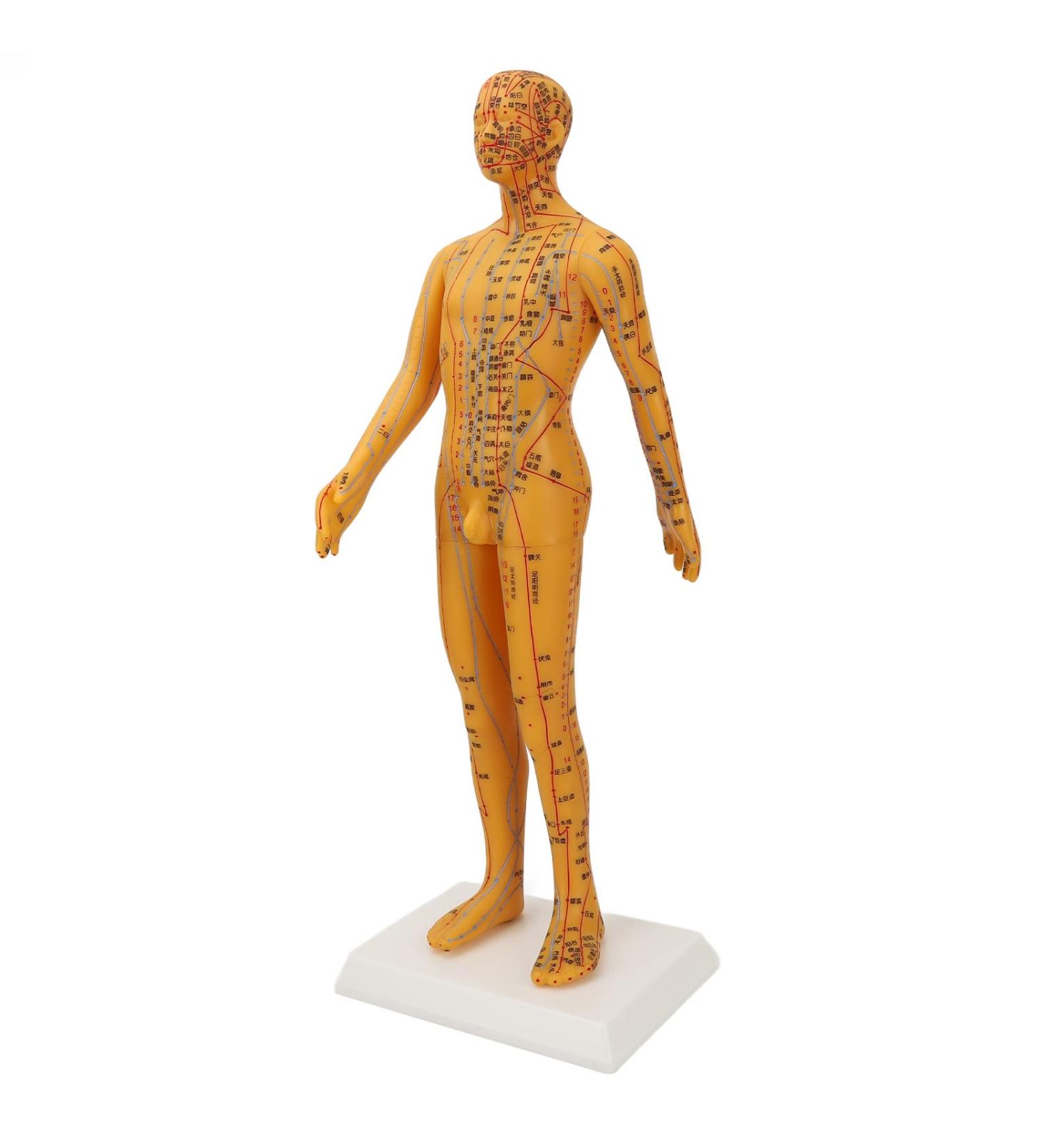 High-Quality Acupuncture Point Body Model - Exquisite Craftsmanship & Practical Accessories for Training - Buy Online on GoSupps.com