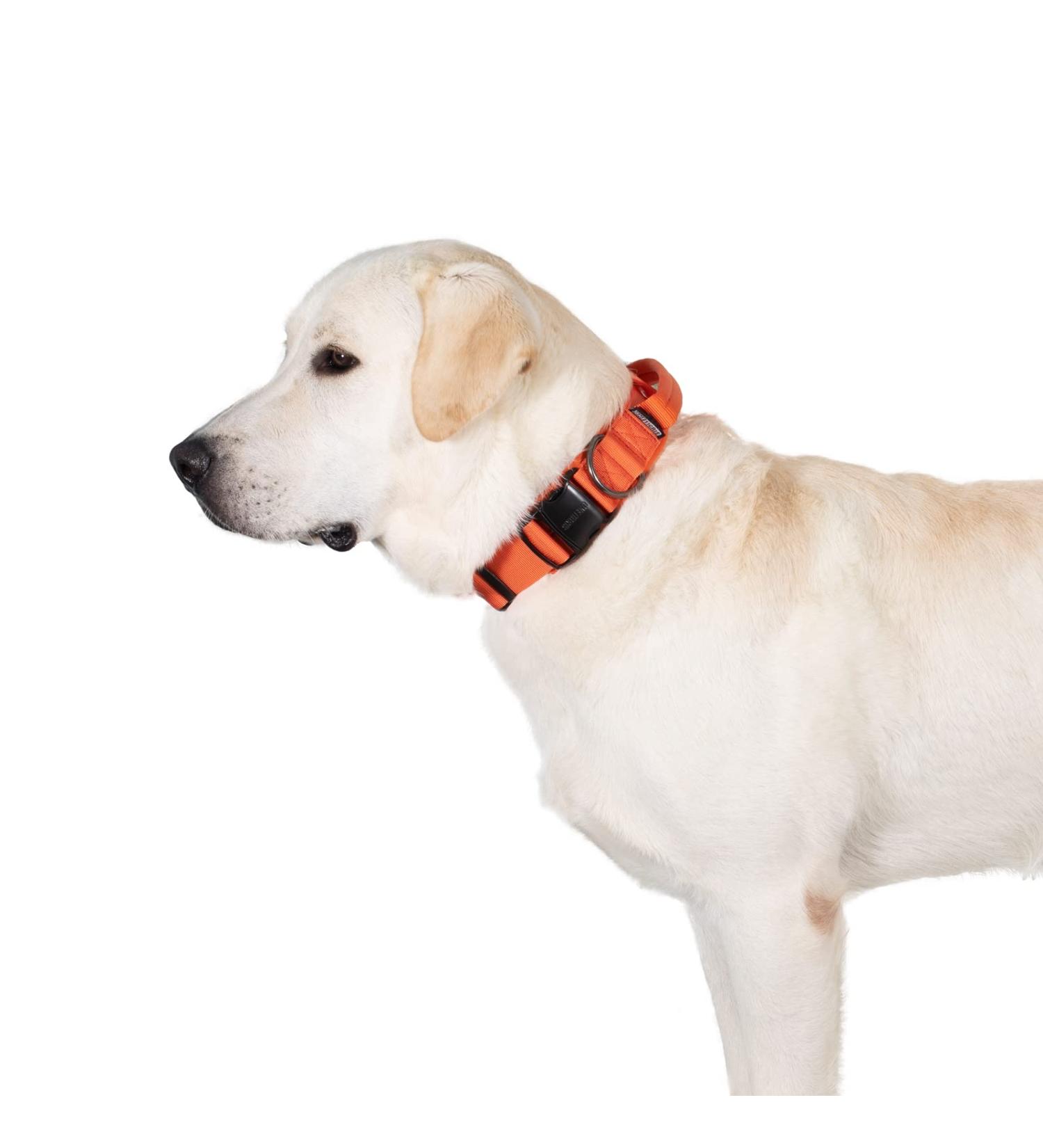 OneTigris Dog Collar with Metal Buckle - Durable L Orange Collar for Dogs | International Shipping - Buy Online on GoSupps.com