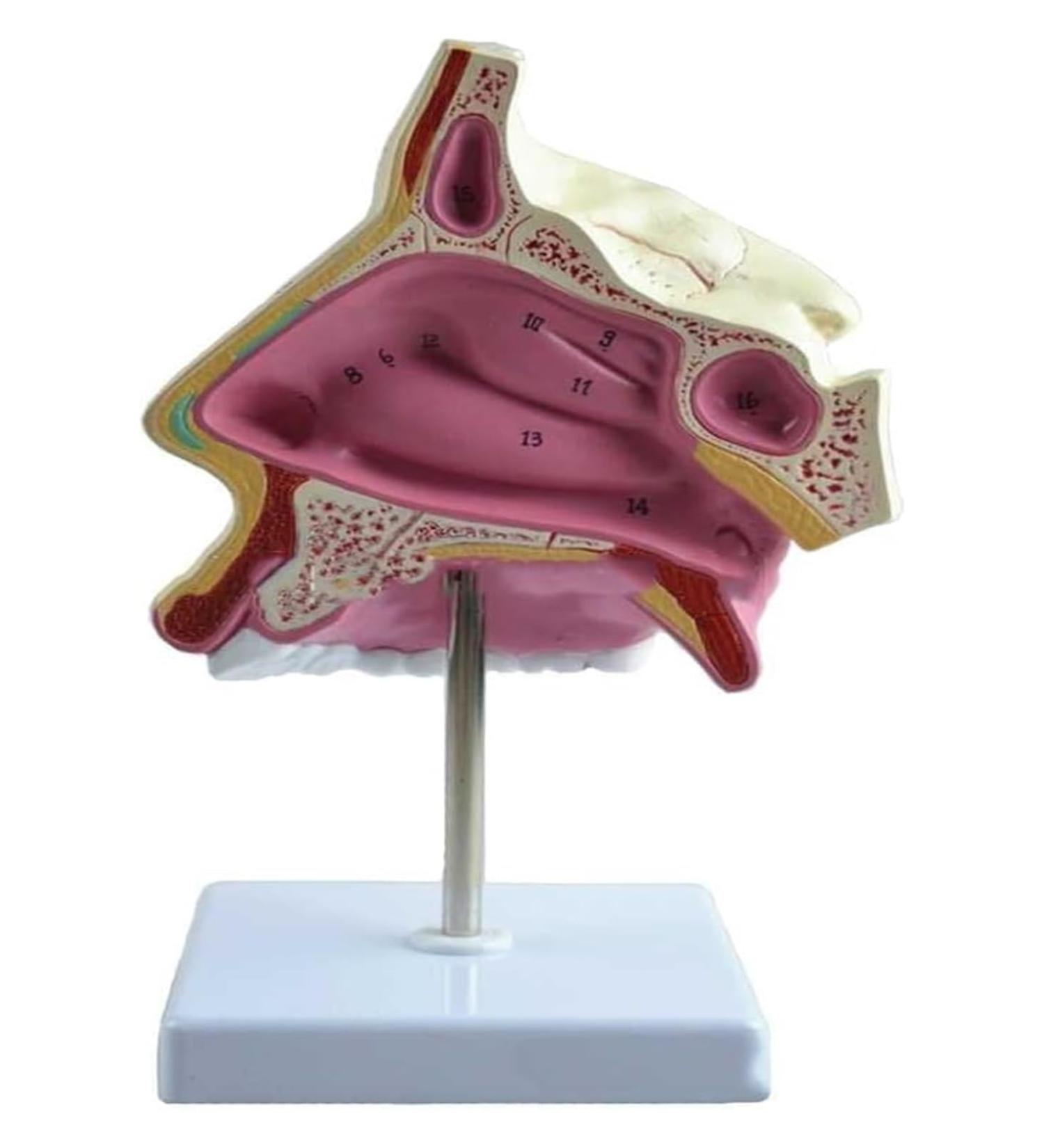 BuTkus Nasal Cavity Model - Human Anatomy with Digital Labels and Base - Learn & Understand Nasal Structure - Buy Online on GoSupps.com