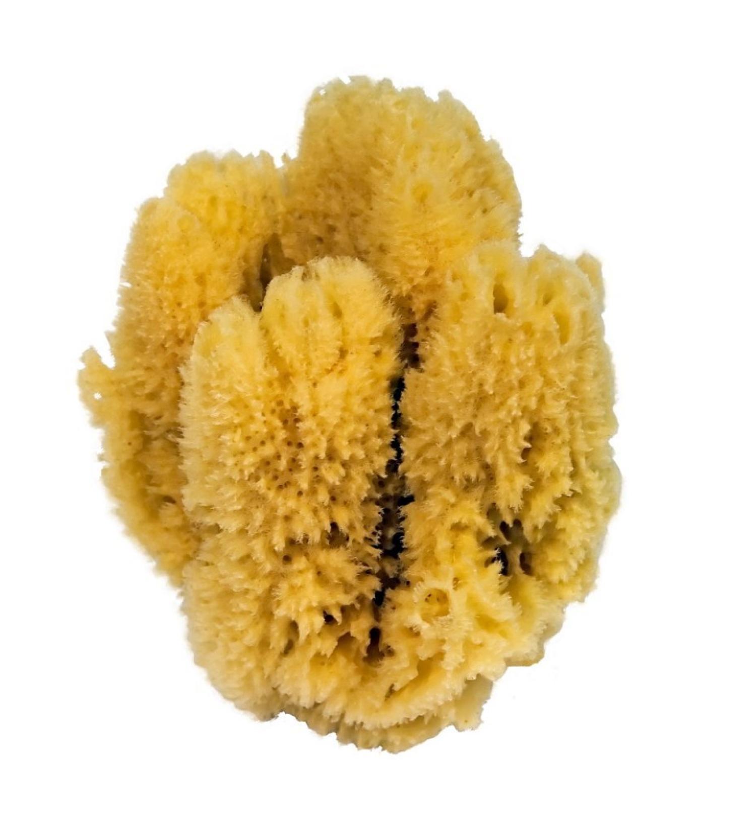 Croll & Denecke natural sponge natural approx. 16-18 cm