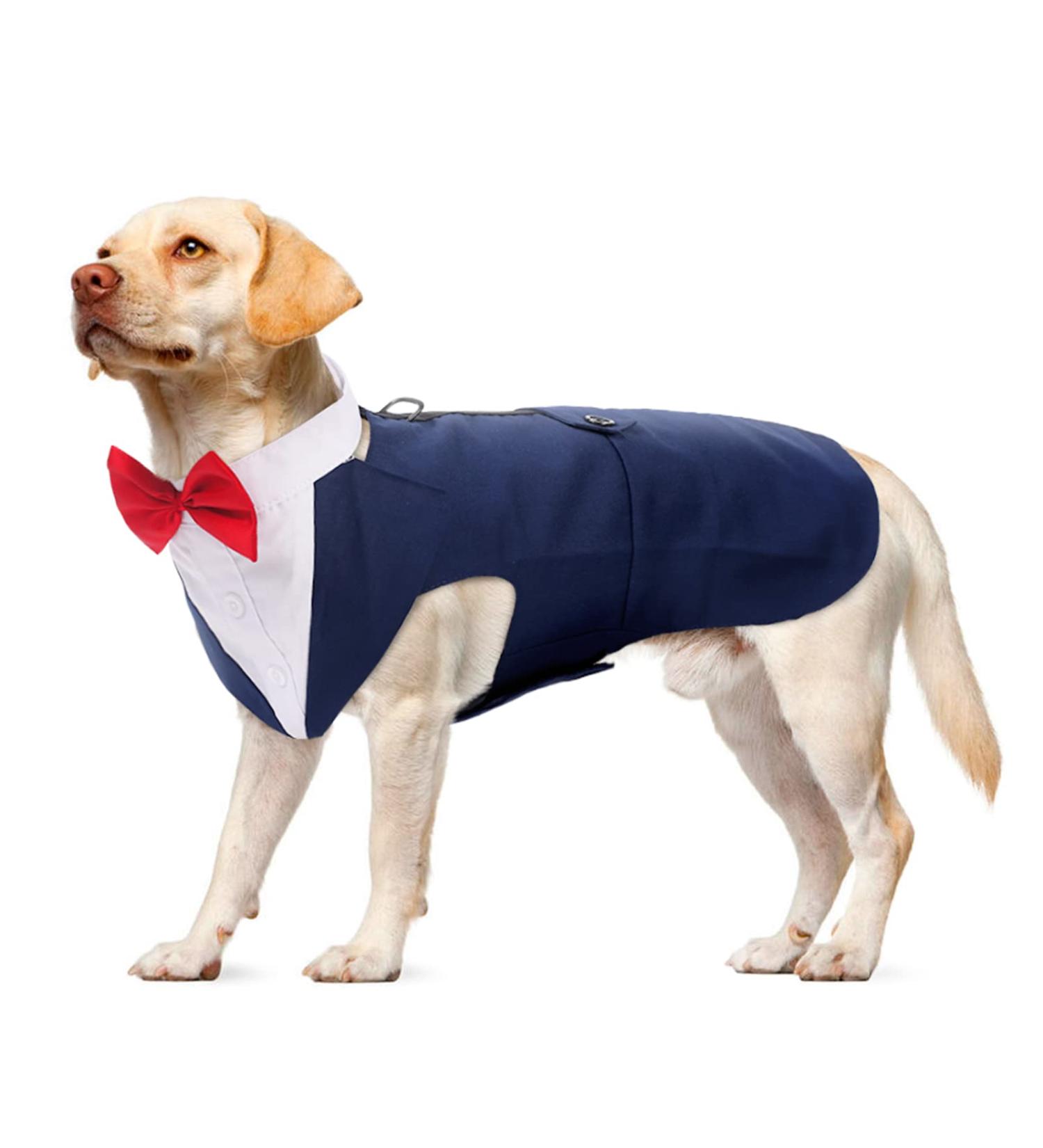 Shop XL Blue Dog Smoking Suit & Bandana - Perfect for Weddings & Birthdays | Festive Dog Clothing - Buy Online on GoSupps.com
