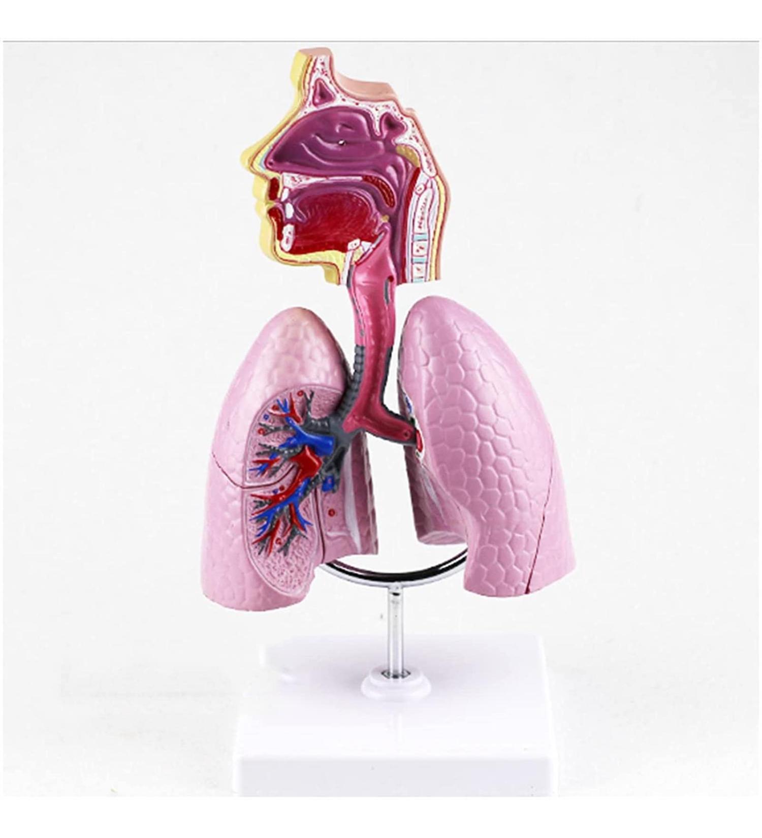 Mouth Nose Throat Pharynx Education Human Body ENT Model Study Model Pathology Nose Throat Model Enlarge The ical Model A+c - Buy Online on GoSupps.com