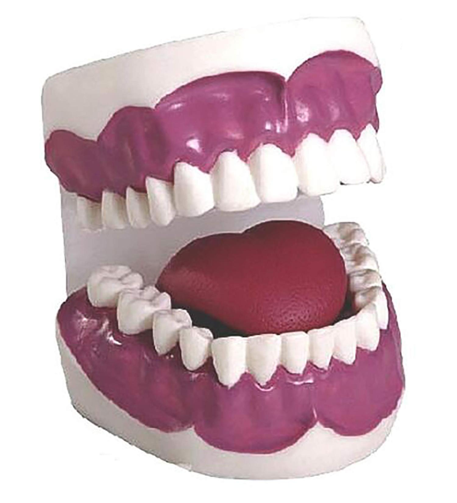 28 Teeth 3-fold enlargement dental care model mouth hygiene learn dental floss care emulator used for school teaching tools laboratory requirement