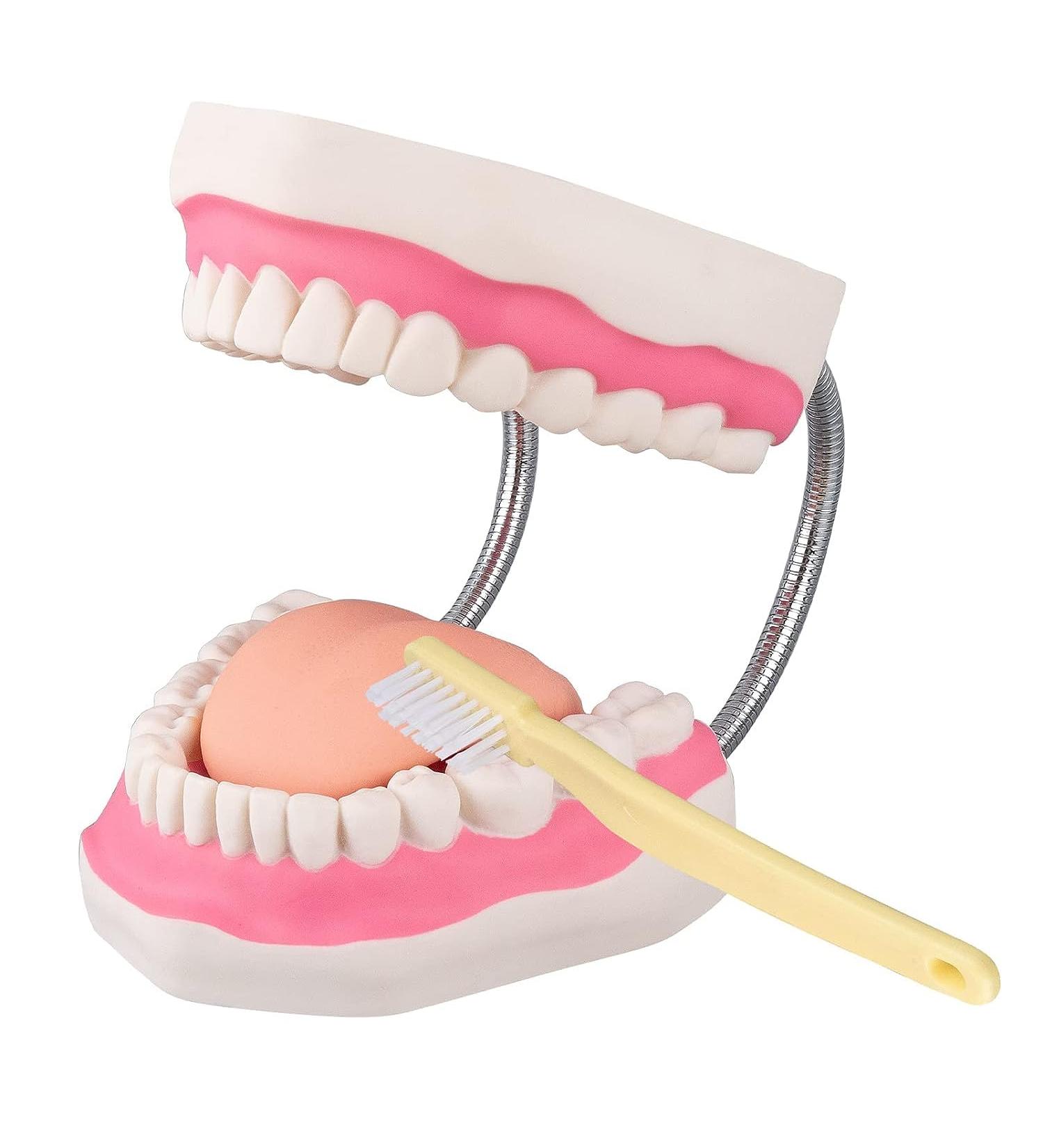 Mounw 6-Fold Enlarged Tongue-Mouth Model for Speech Therapy & Child Tooth Care - Includes Toothbrush | International Shipping Available - Buy Online on GoSupps.com