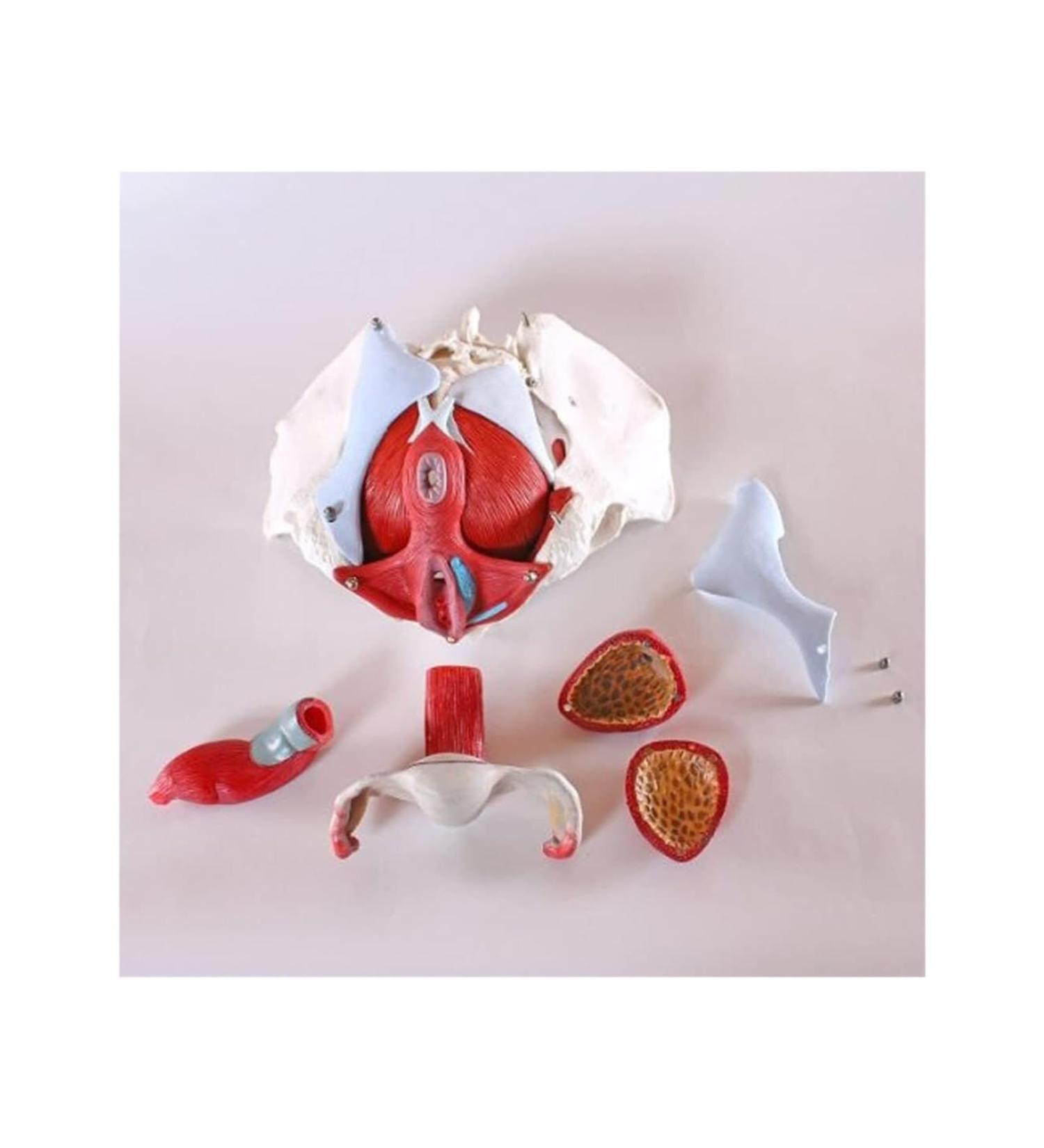 Buy AYGJKIE Female Pelvis Anatomical Model - 6-Part Educational Tool with Removable Organs & Muscles for Medical Studies - Ships Internationally - Buy Online on GoSupps.com