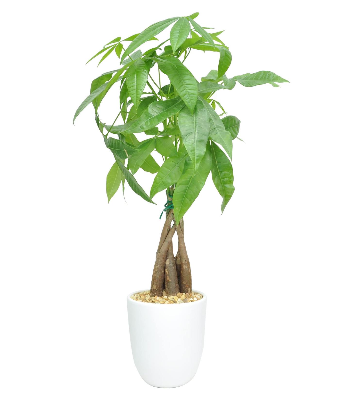 Costa Farms Money Tree Pachira in Premium Ceramic Planter - 16 Tall - Gift Medium Money Tree Planter - Buy Online on GoSupps.com