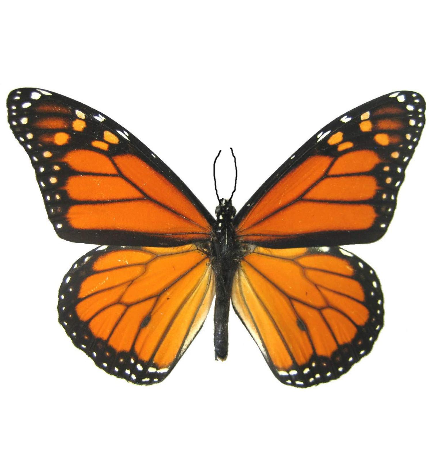 6 Large Monarch Butterfly Temporary Tattoos by Butterfly Utopia